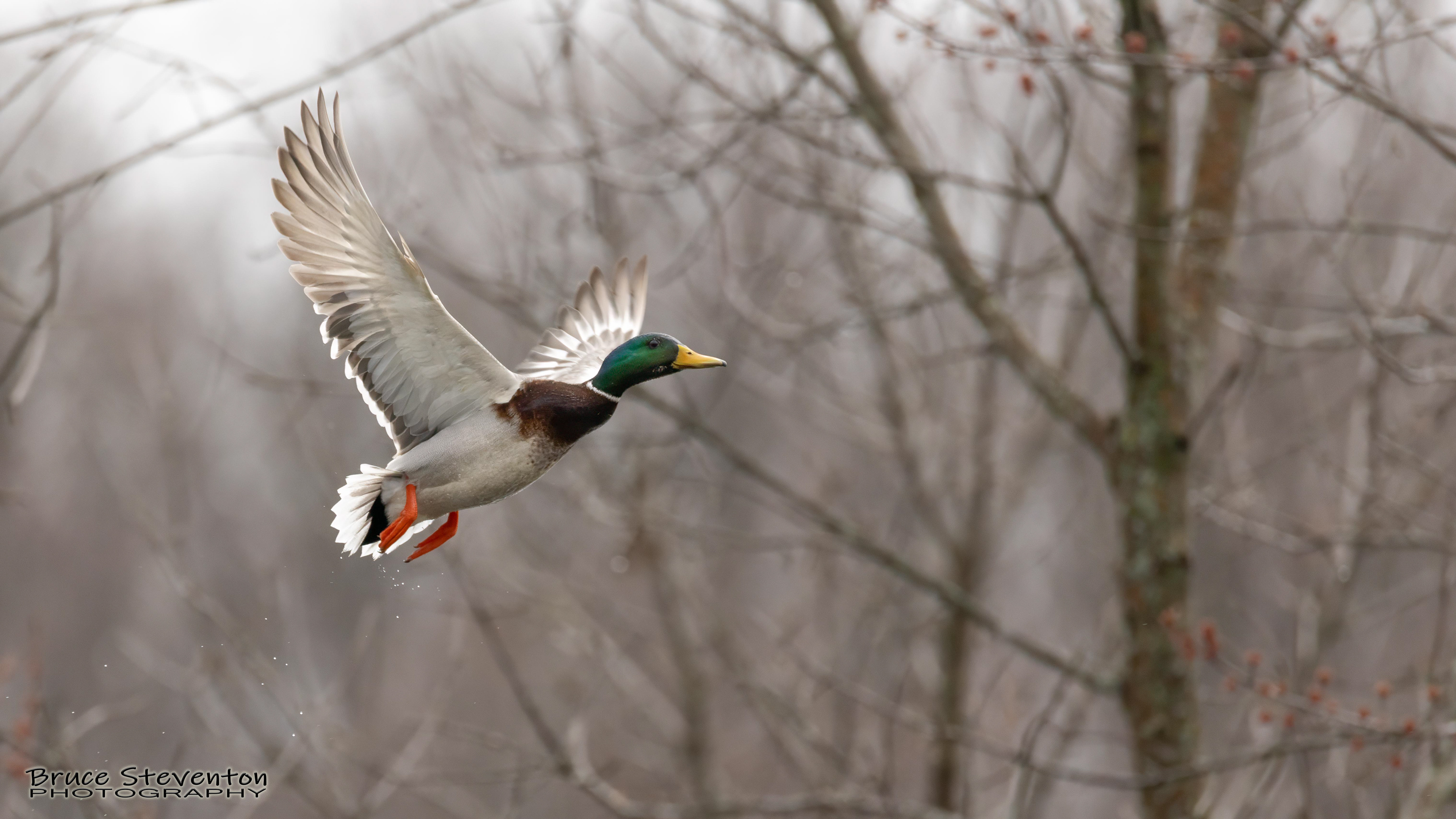 Mallard - Bristol, VT