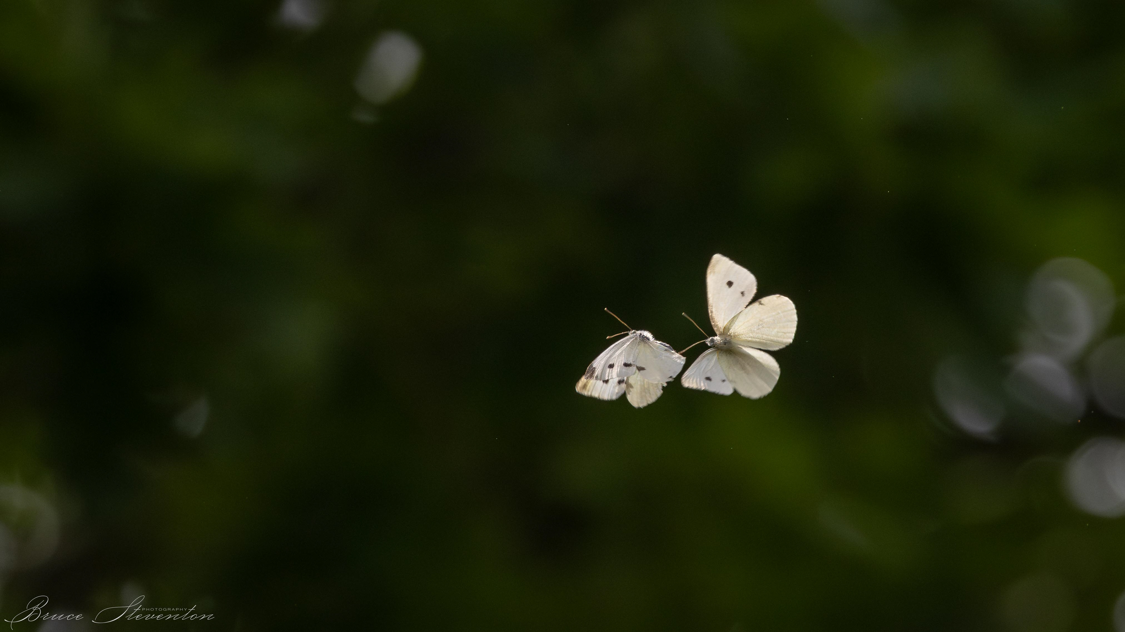 Cabbage Butterflies - Biltmore Forest