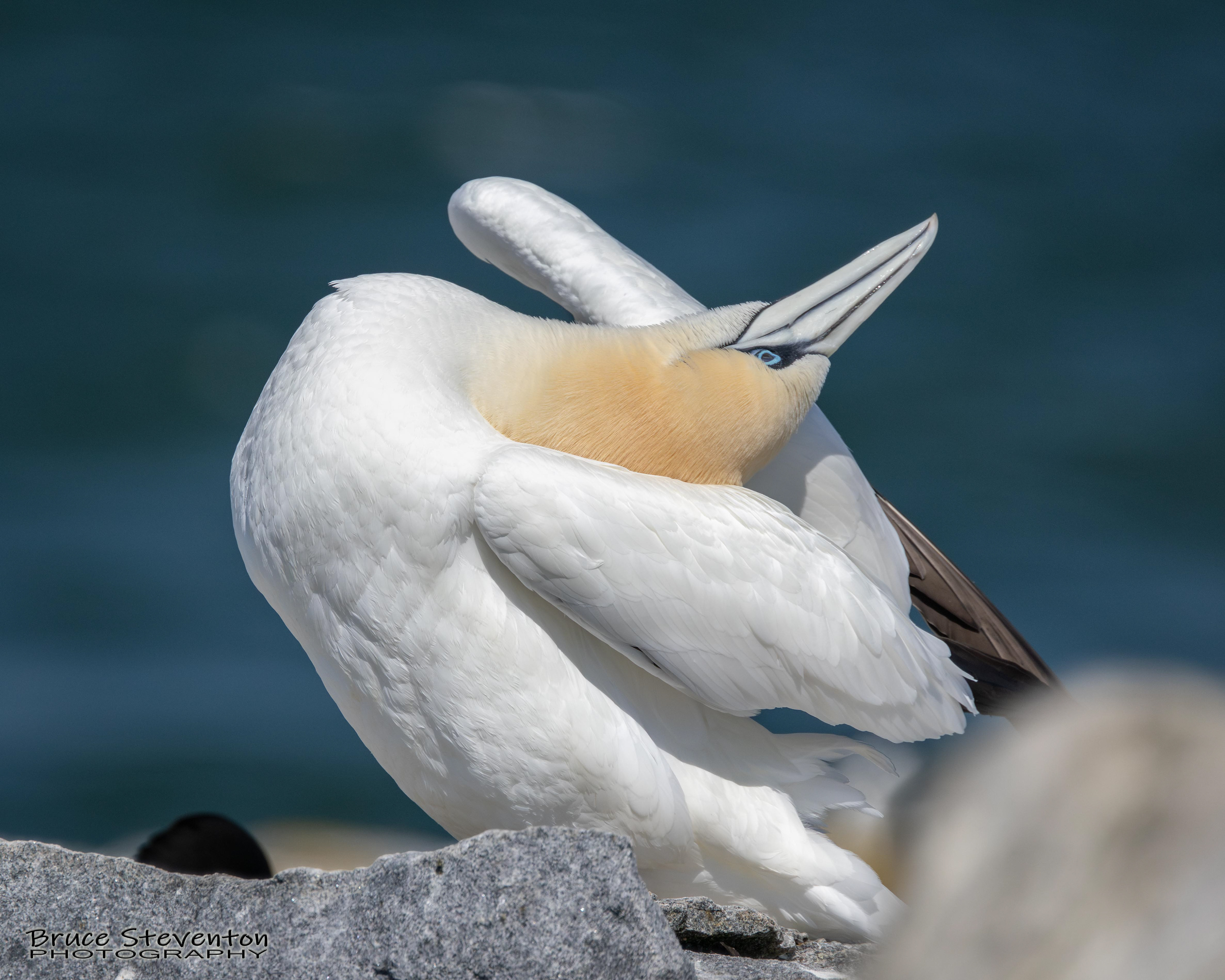 Northern Gannet