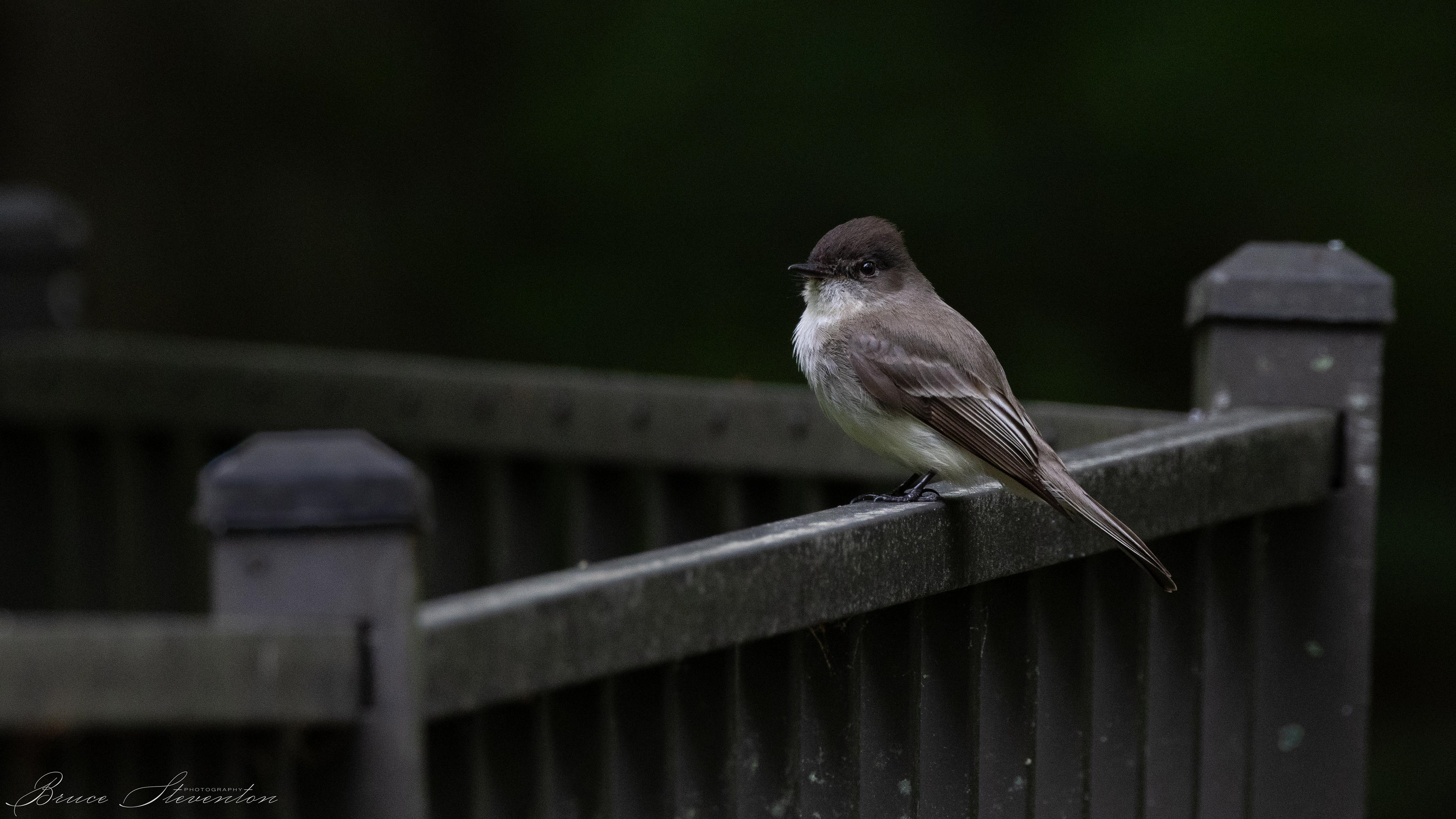 Eastern Phoebe - Bartlett Mt