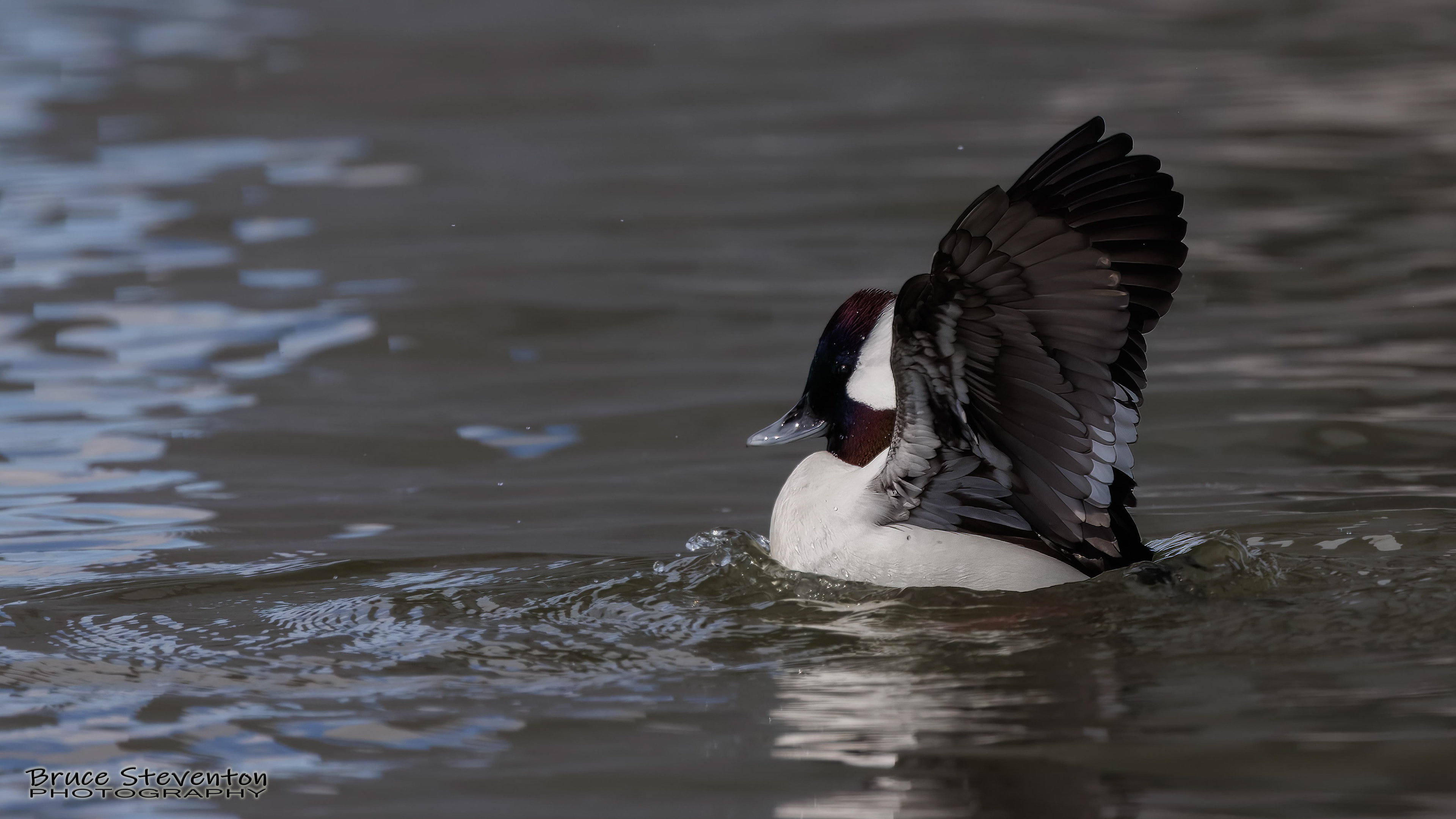 Bufflehead (M) - Addison, VT