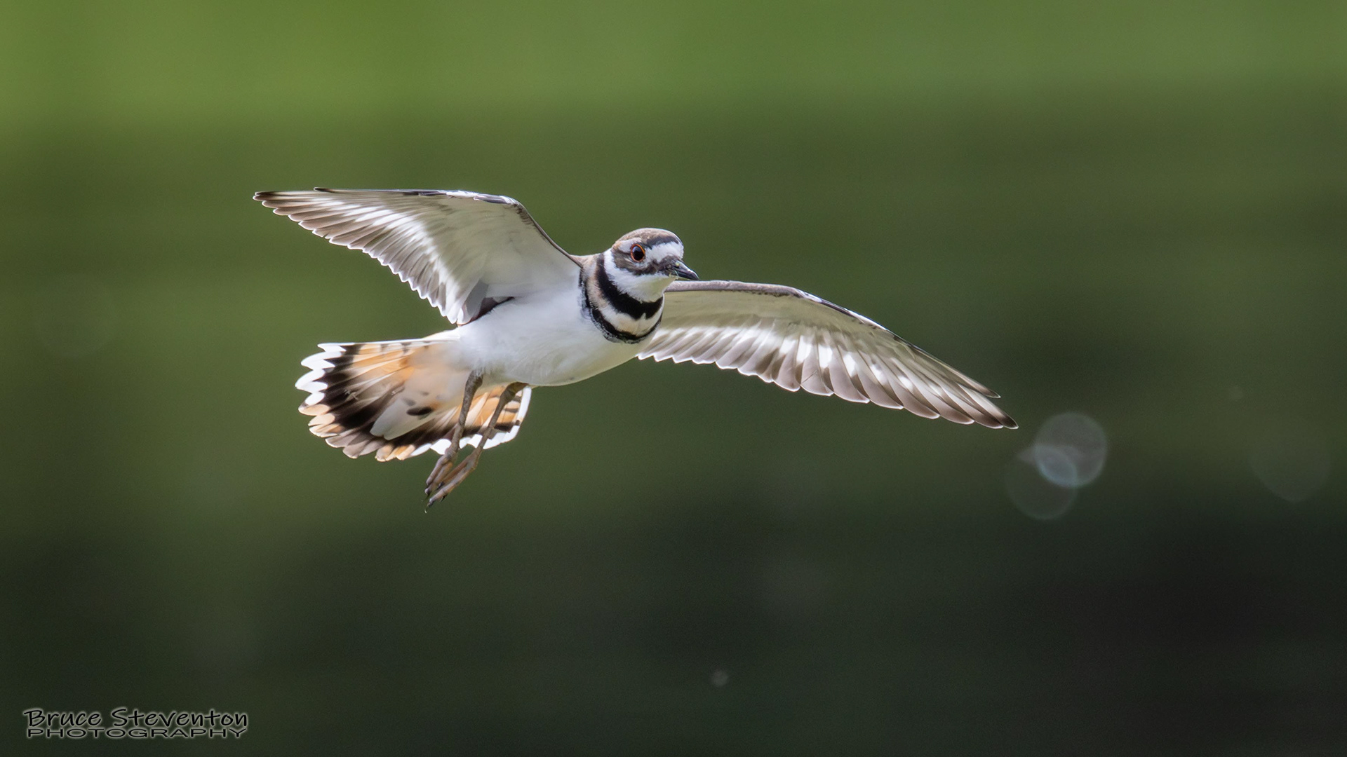 Killdeer