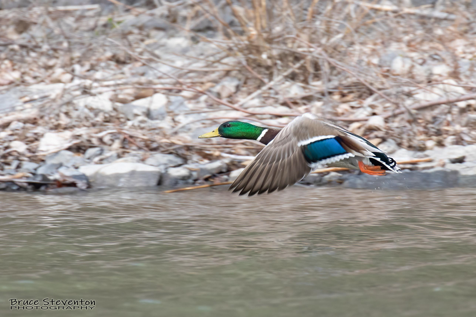 Mallard - Shoreham, VT