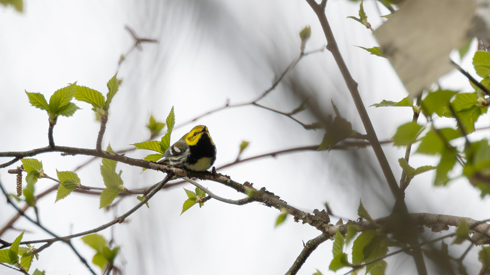 Black-throat Green Warbler (M)