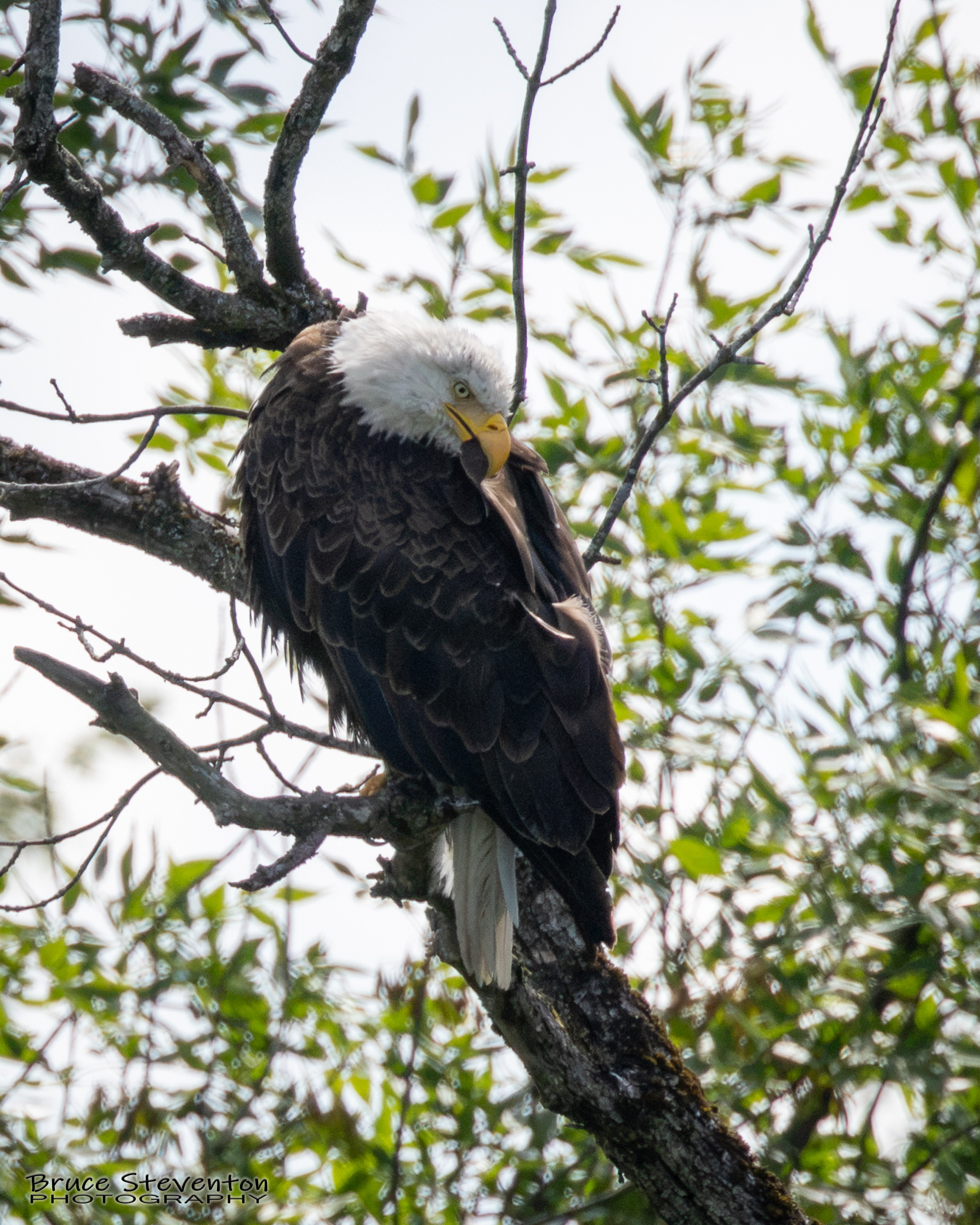 Bald Eagle