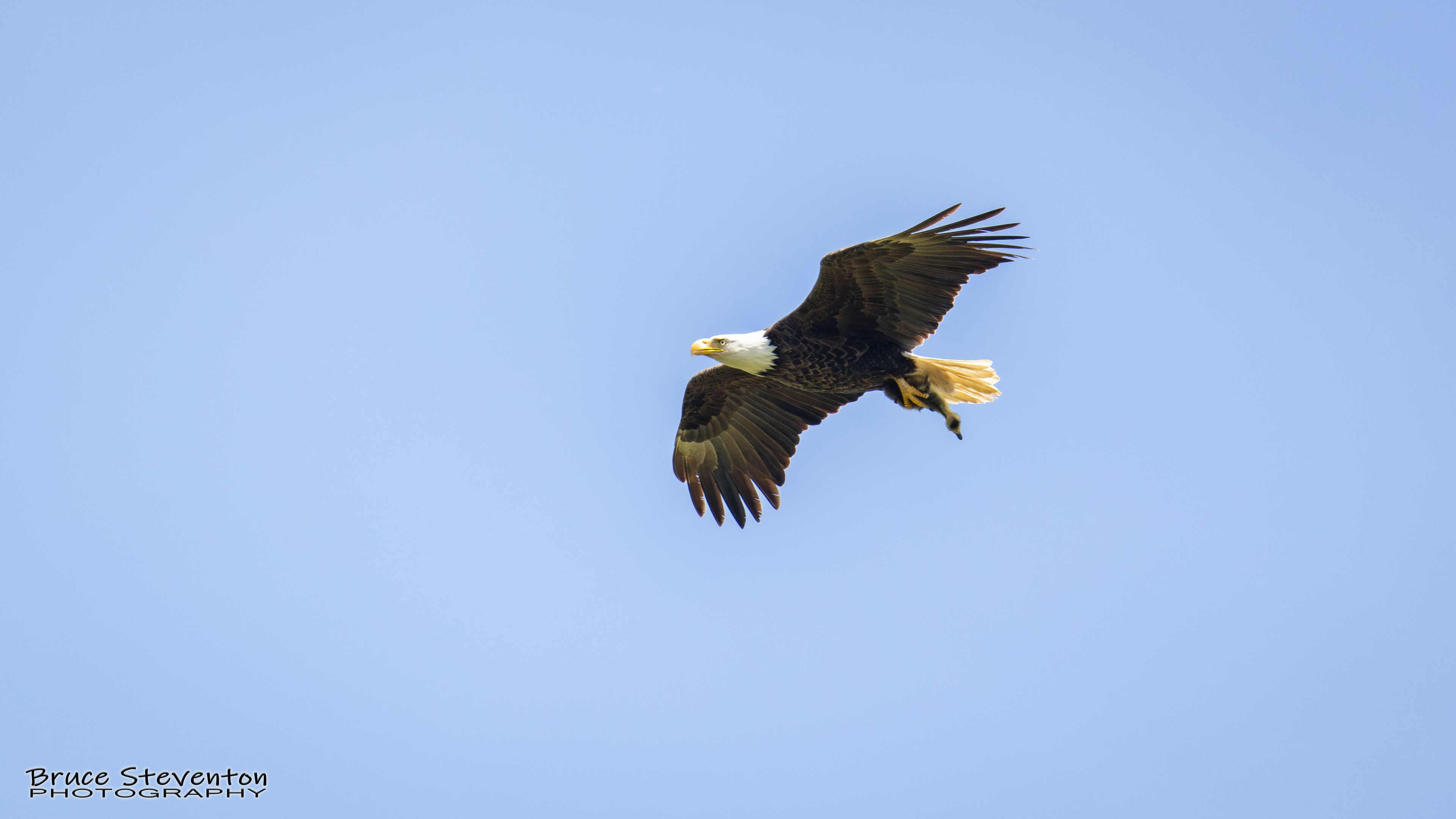 Bald Eagle