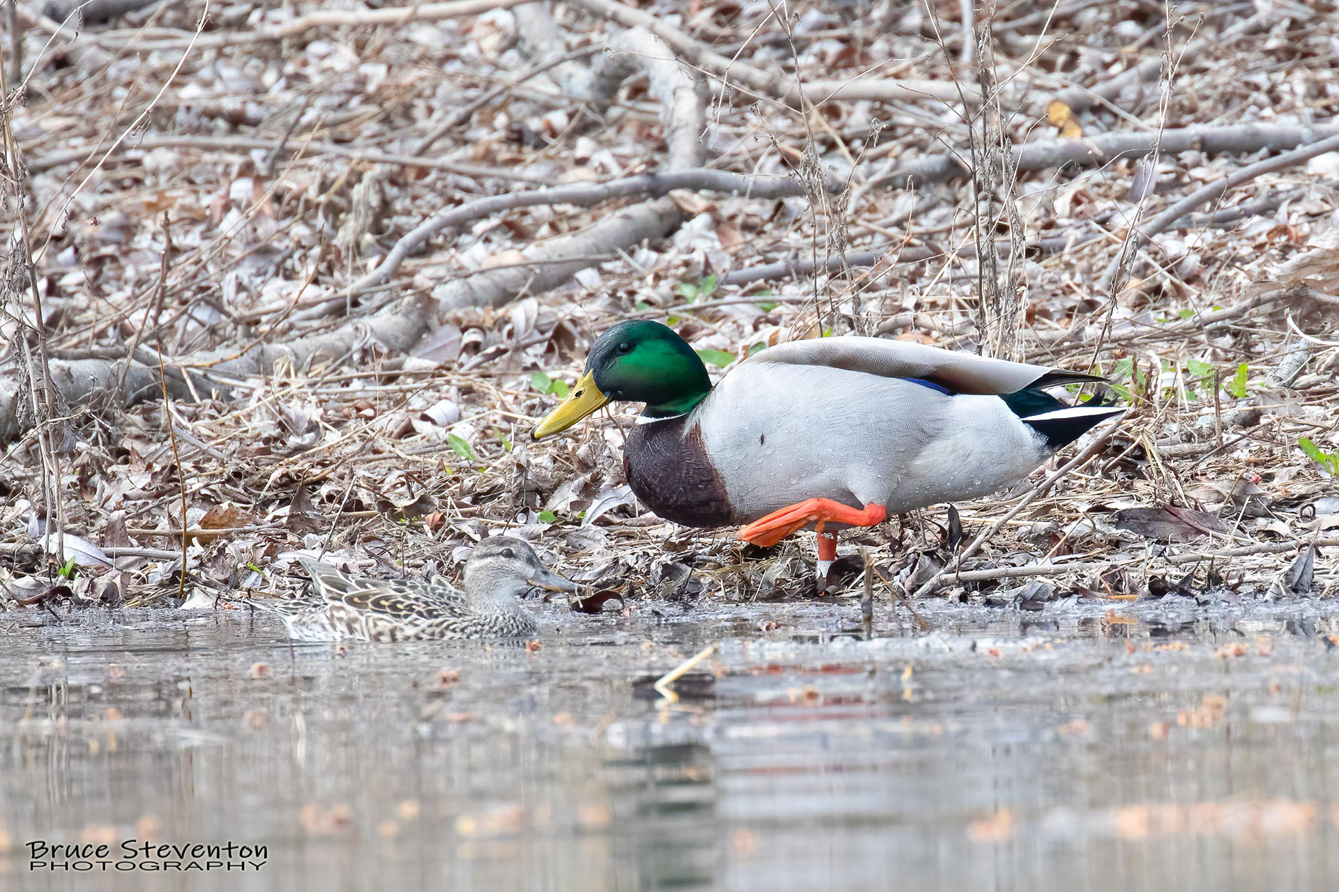 Mallard - Shoreham, VT