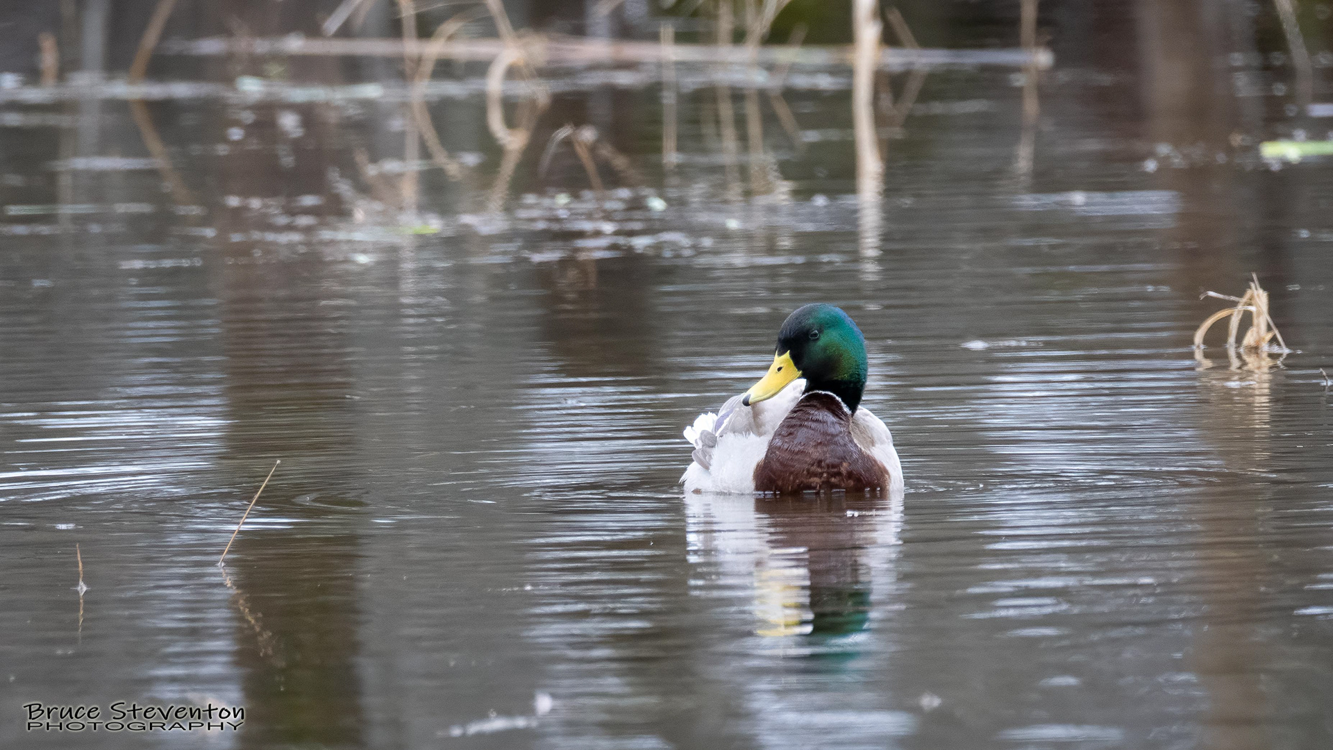 Mallard - Bristol, VT