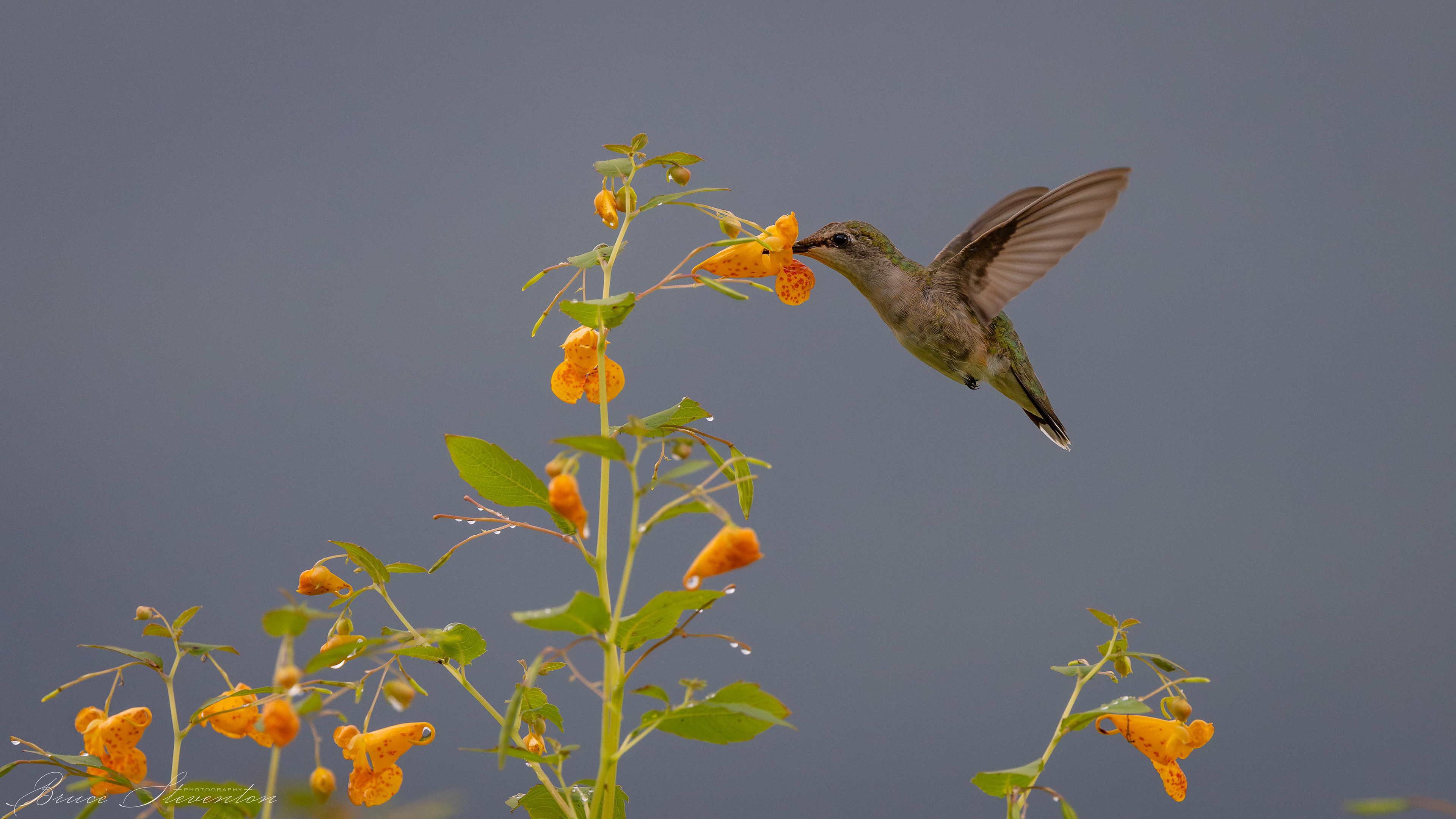Ruby-throated Hummingbird on Jewel Weed