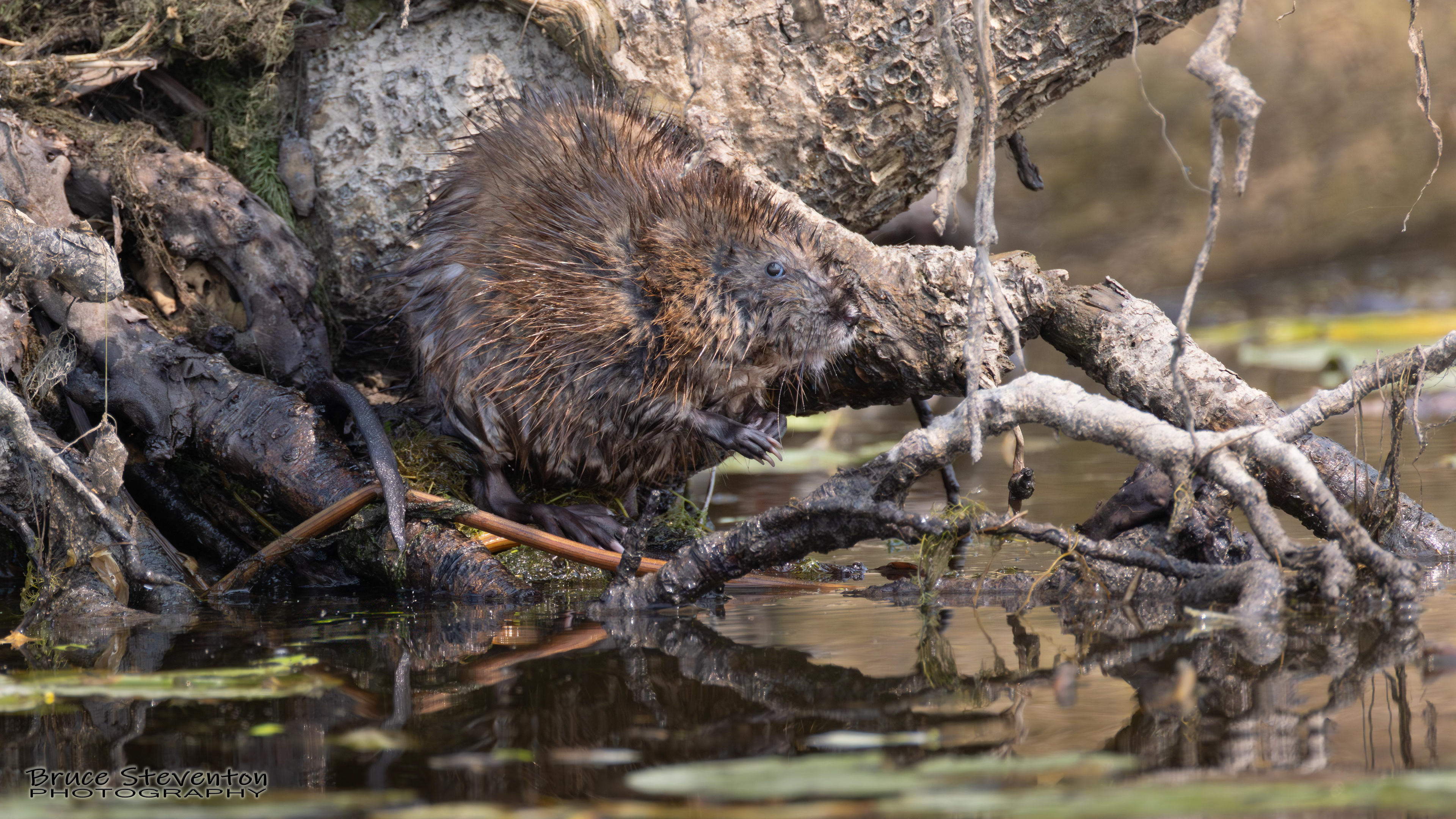 Muskrat