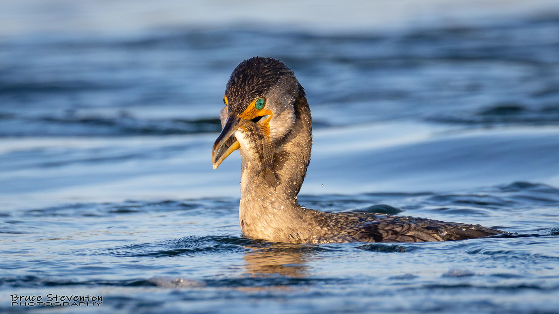 Double-crested Cormorant