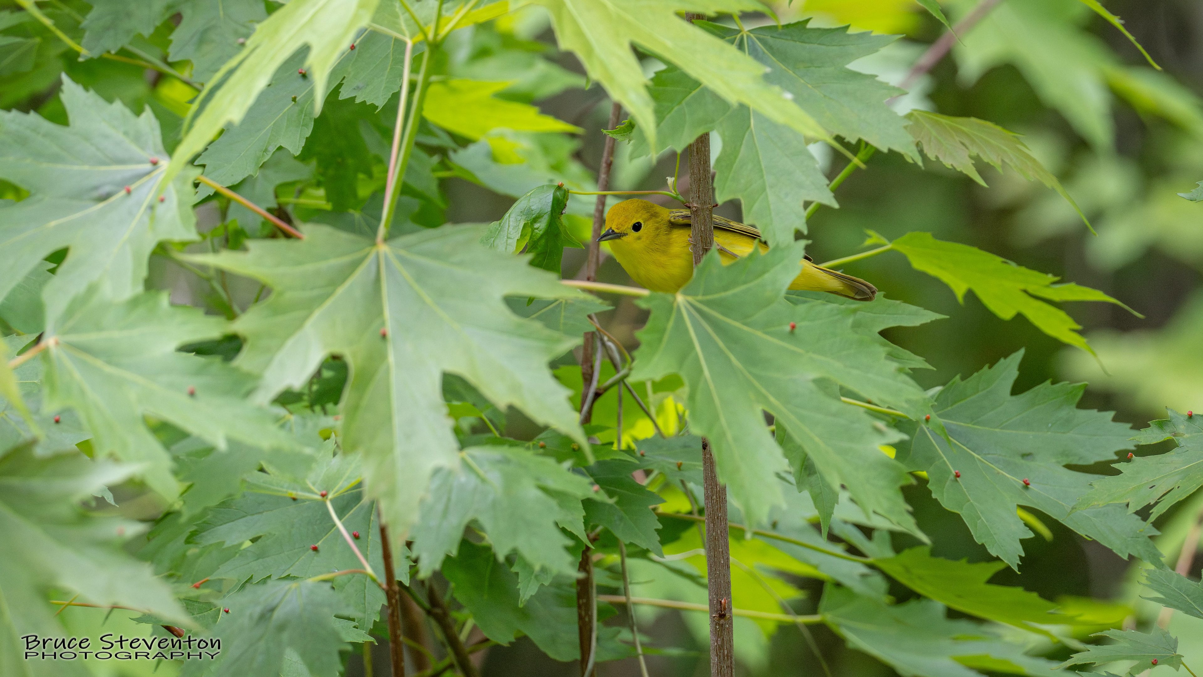 Yellow Warbler