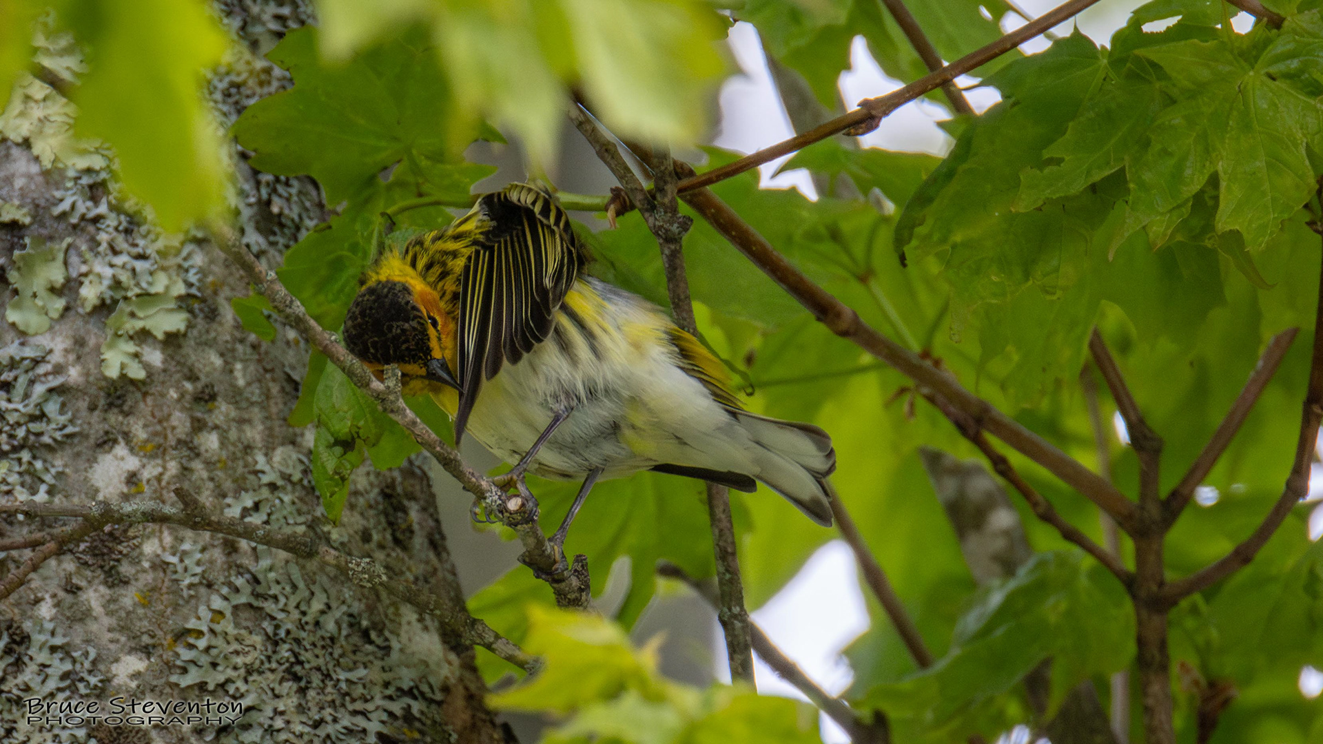 Cape May Warbler
