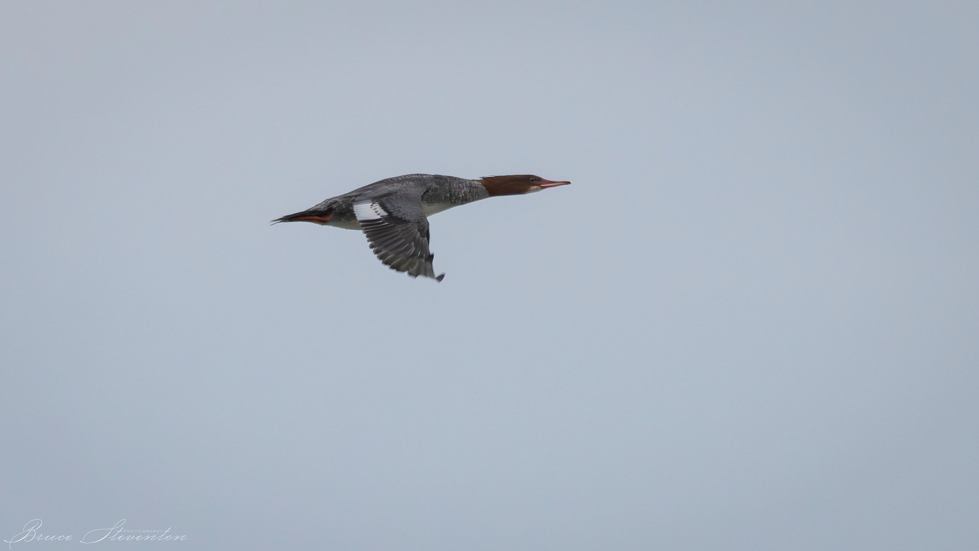 Merganser (Female)