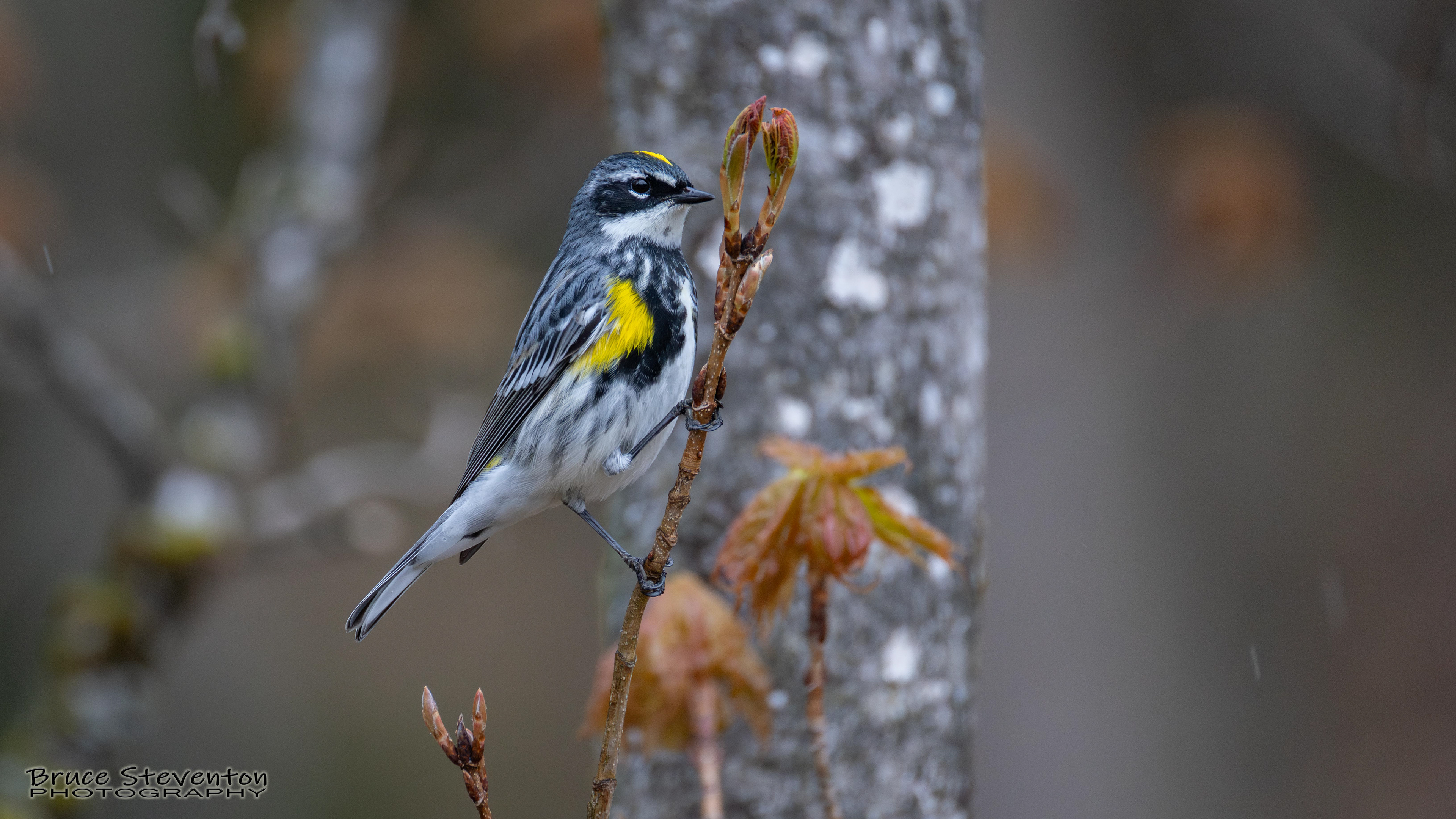Yellow-rumped Warbler