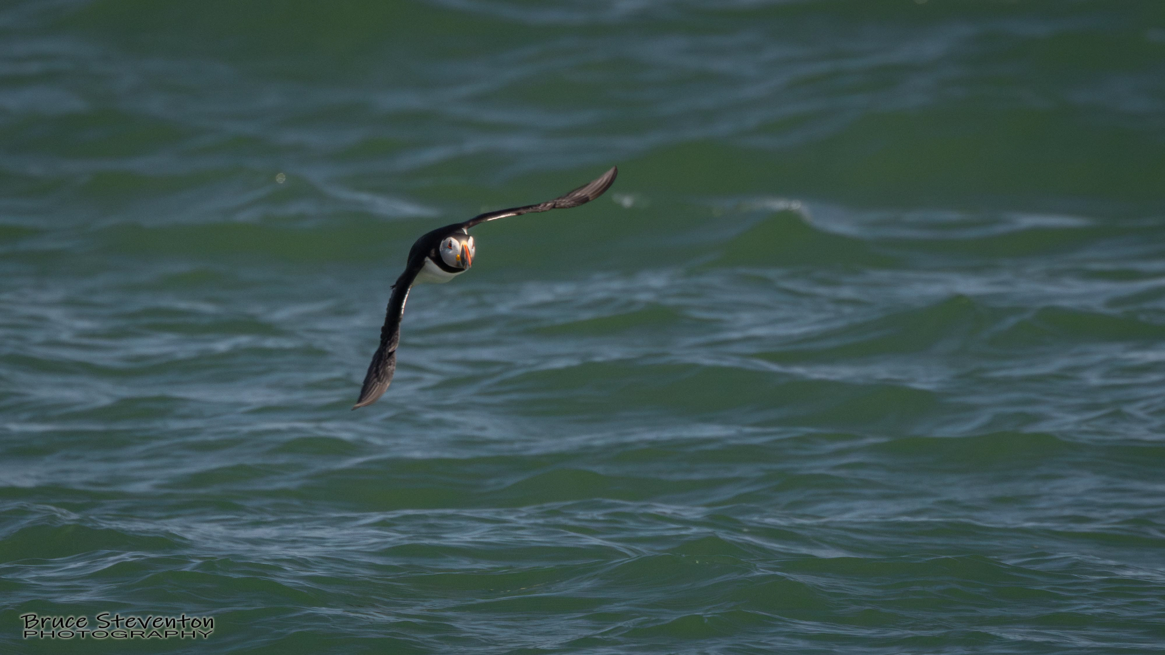 Atlantic Puffin