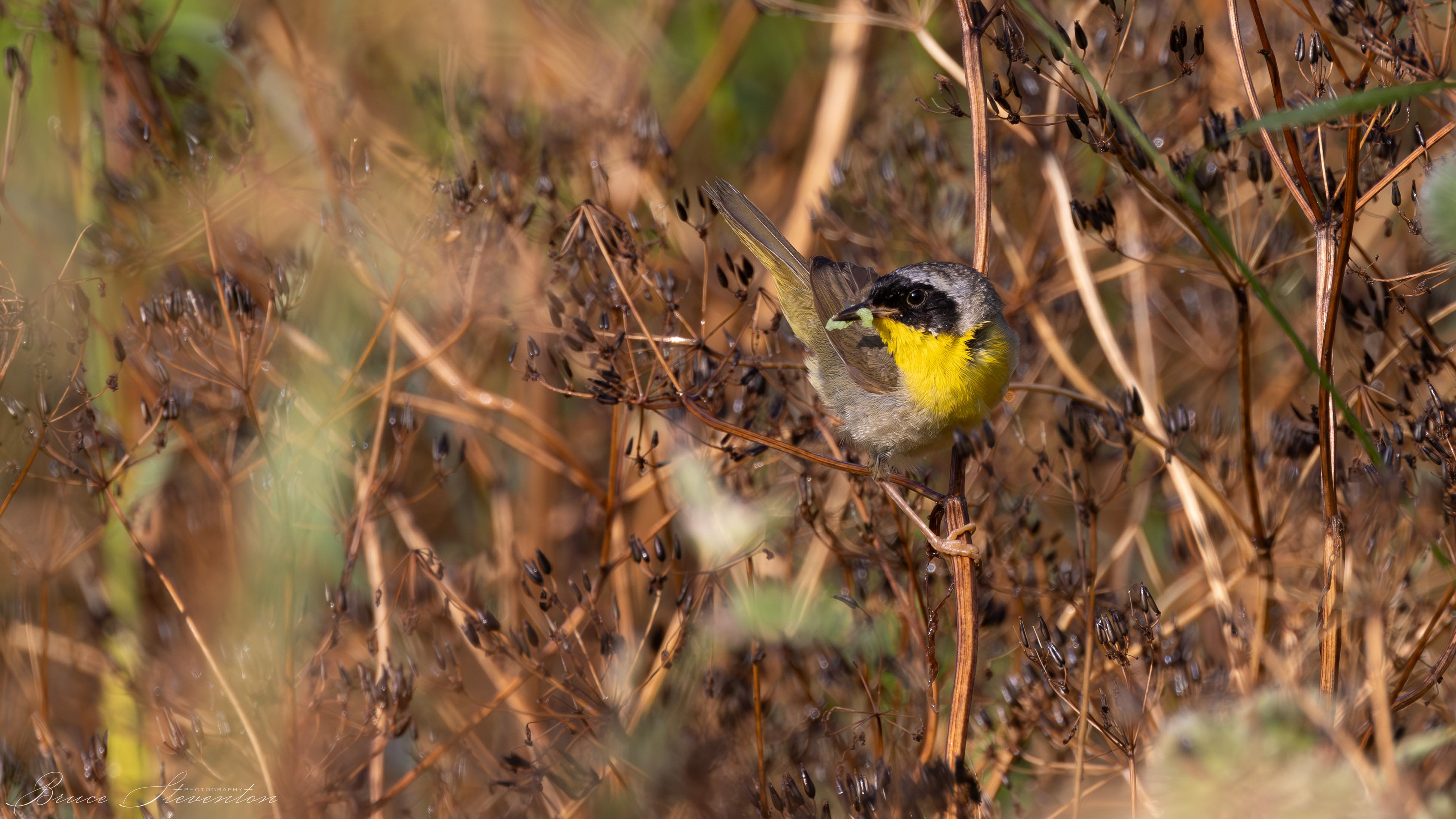 Common Yellowthroat - Male