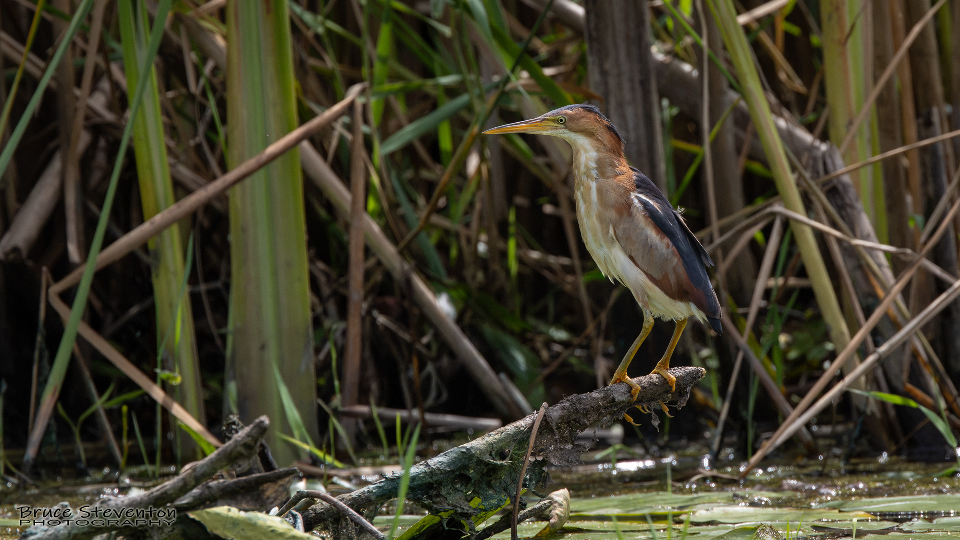 Least Bittern
