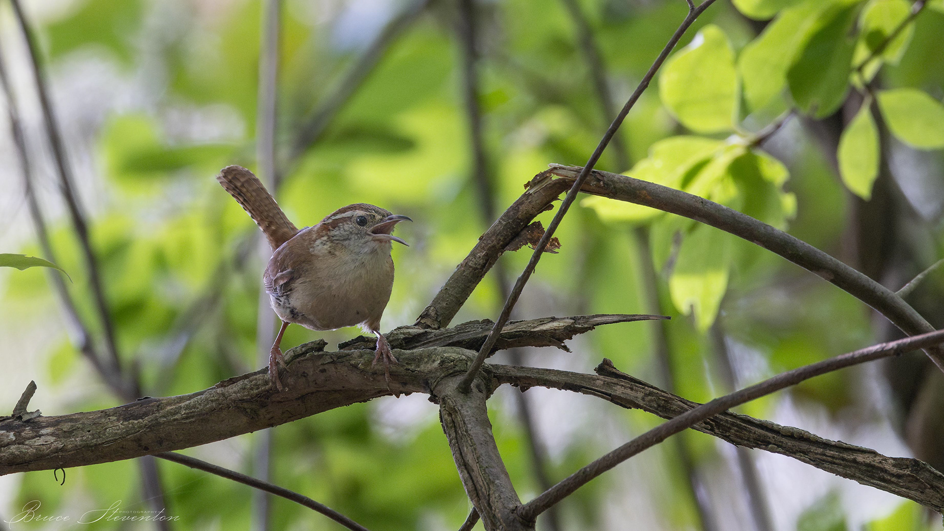 Carolina Wren