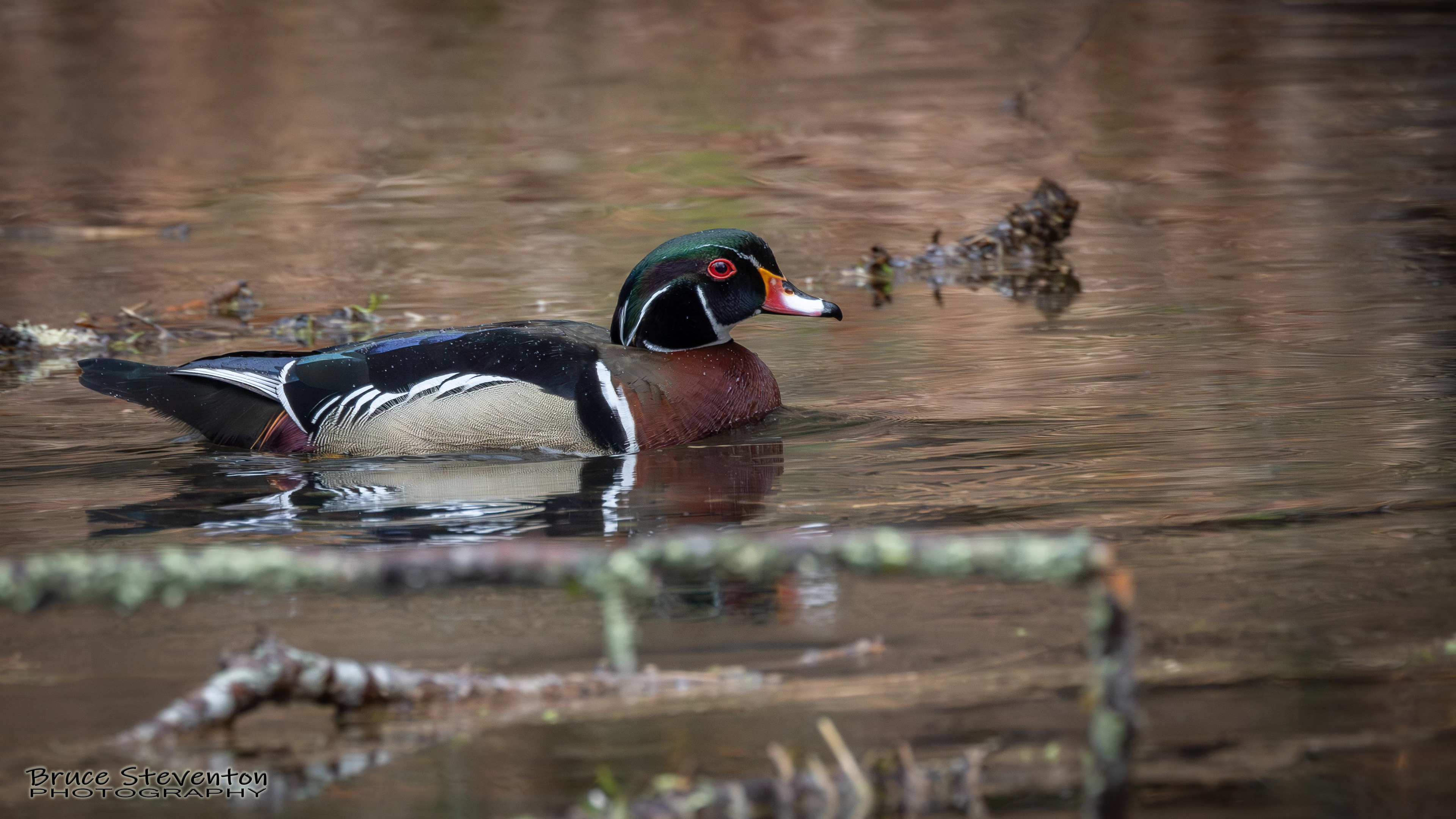 Wood Duck, Rochester, VT