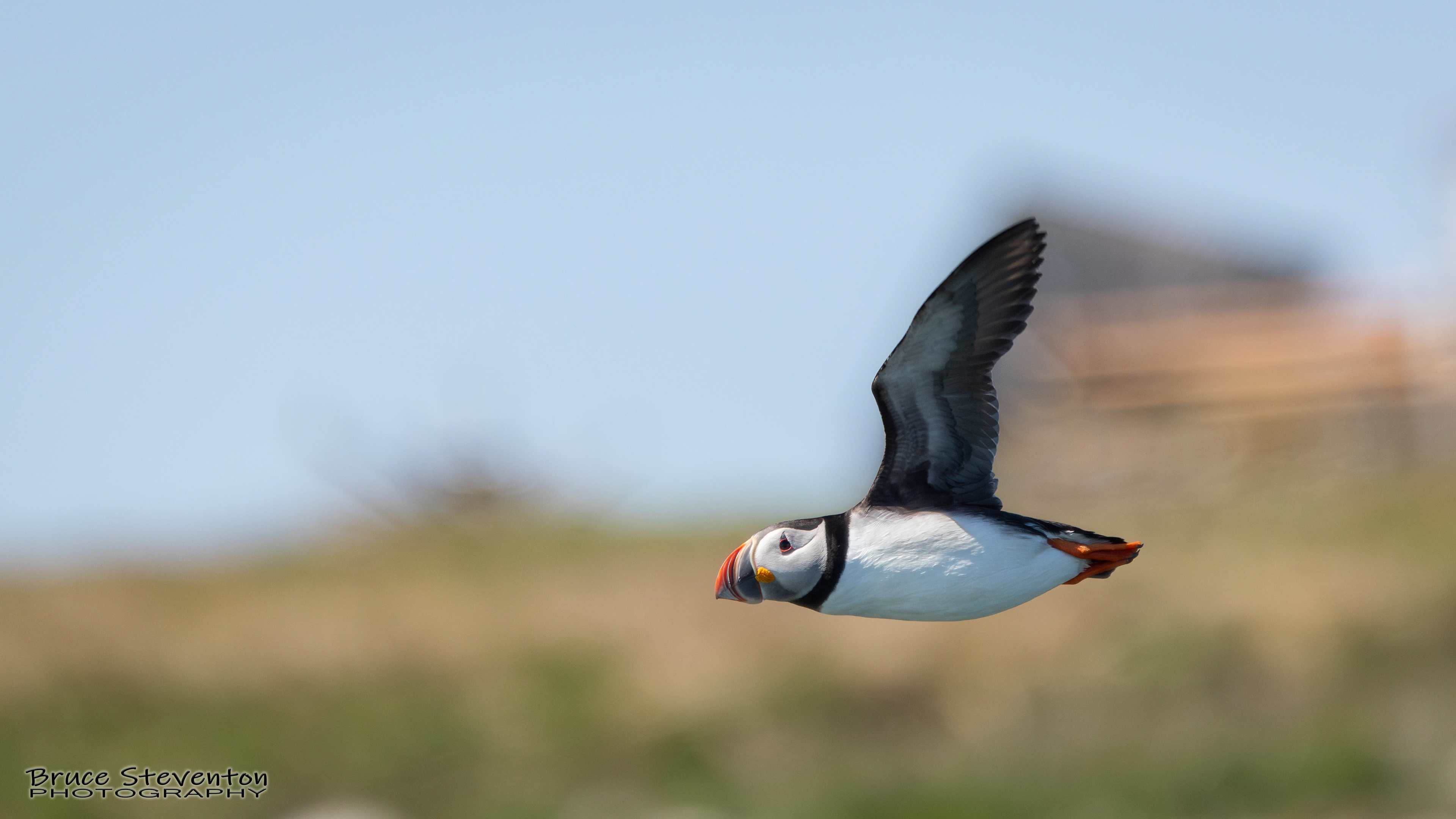Atlantic Puffin