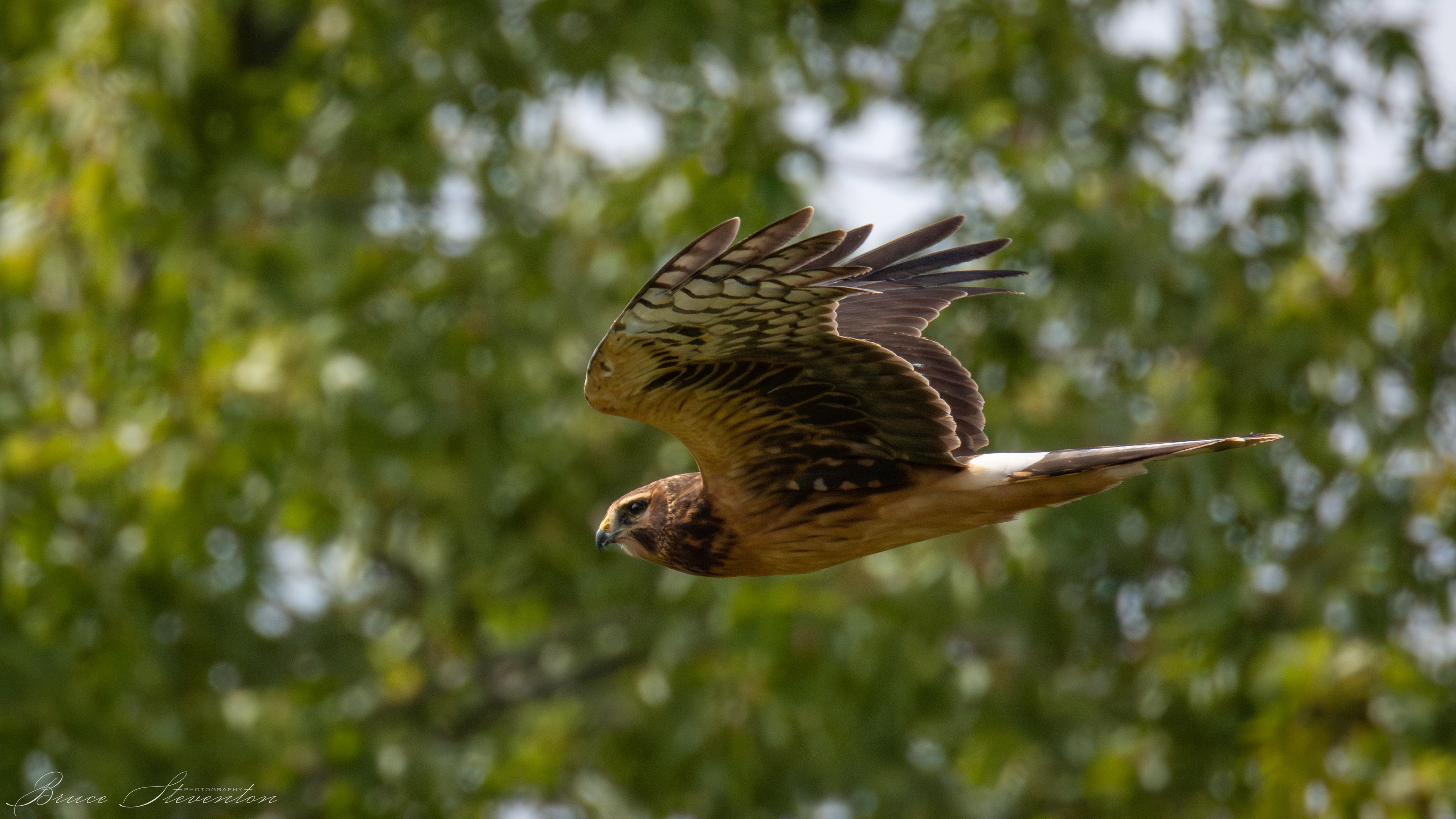 Northern Harrier (F)