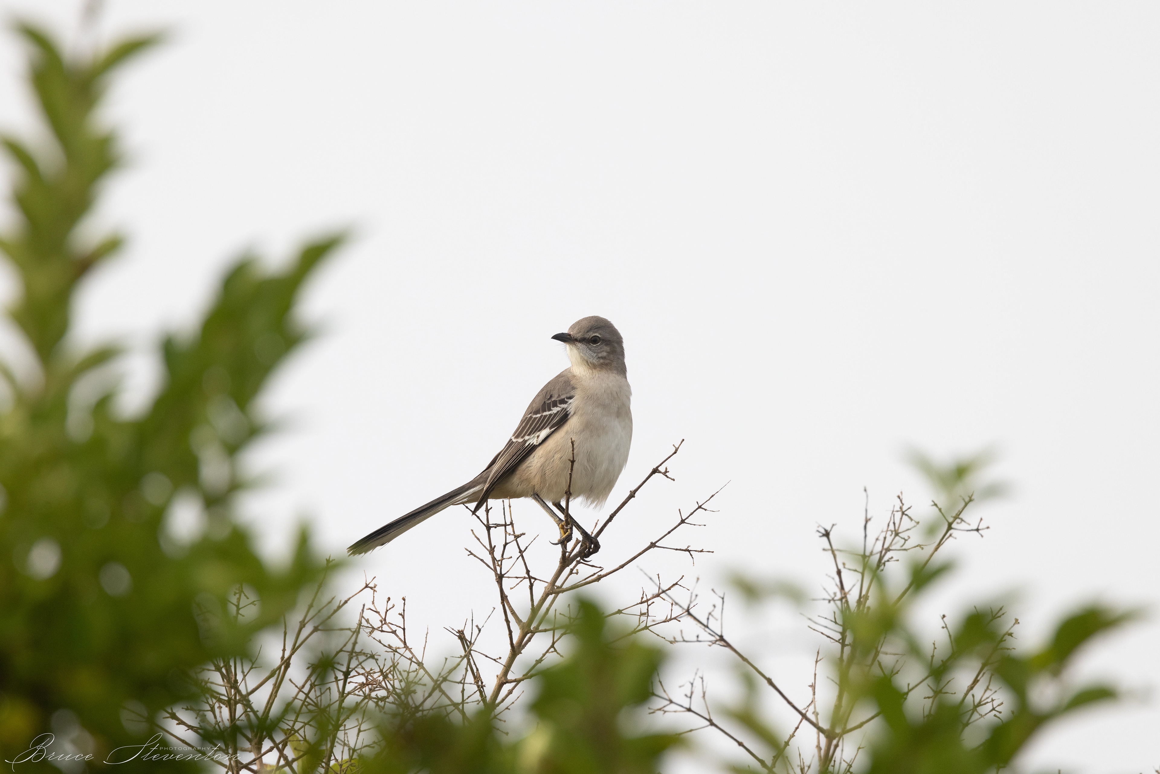 Mockingbird