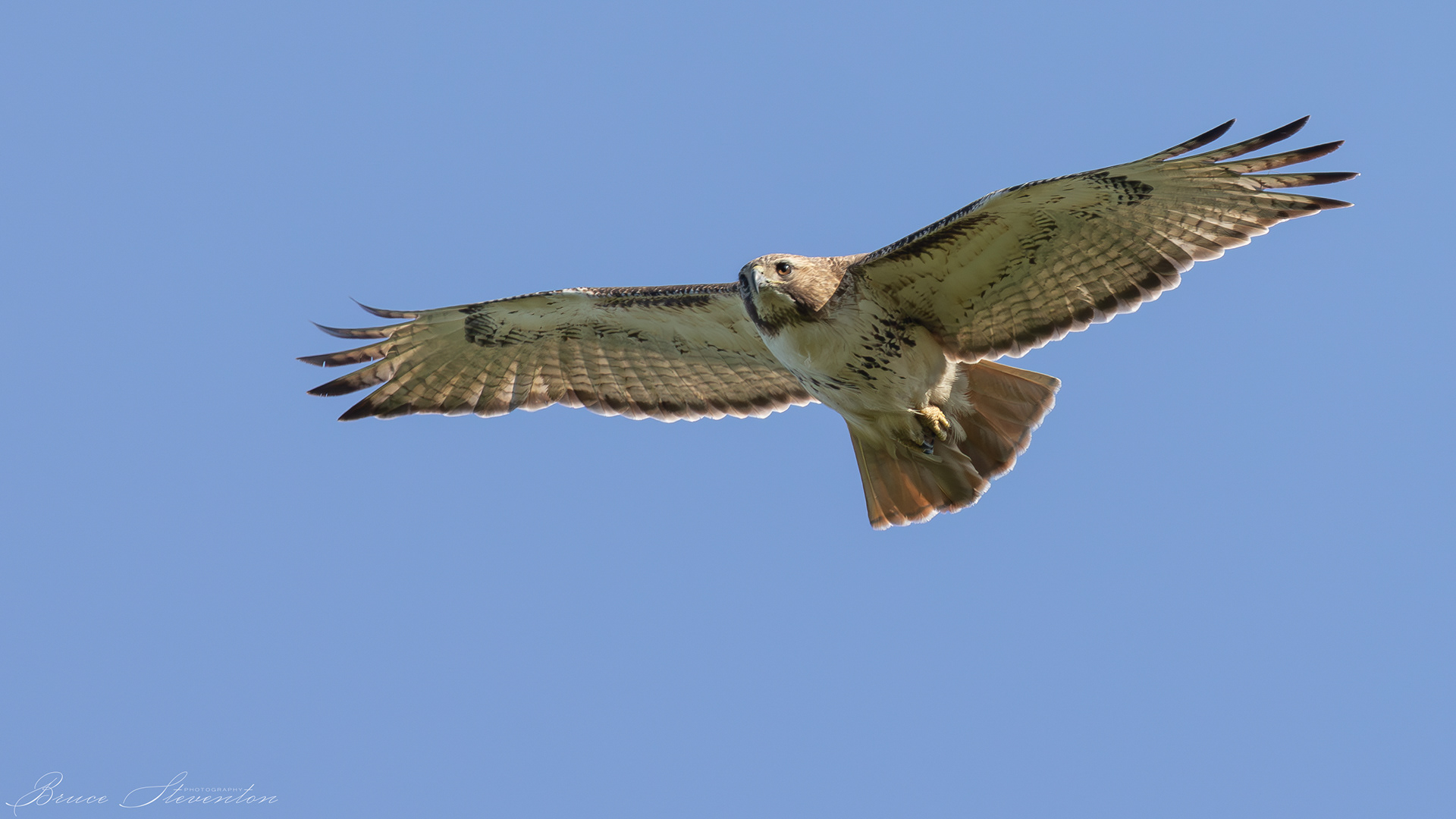 Red-tailed Hawk