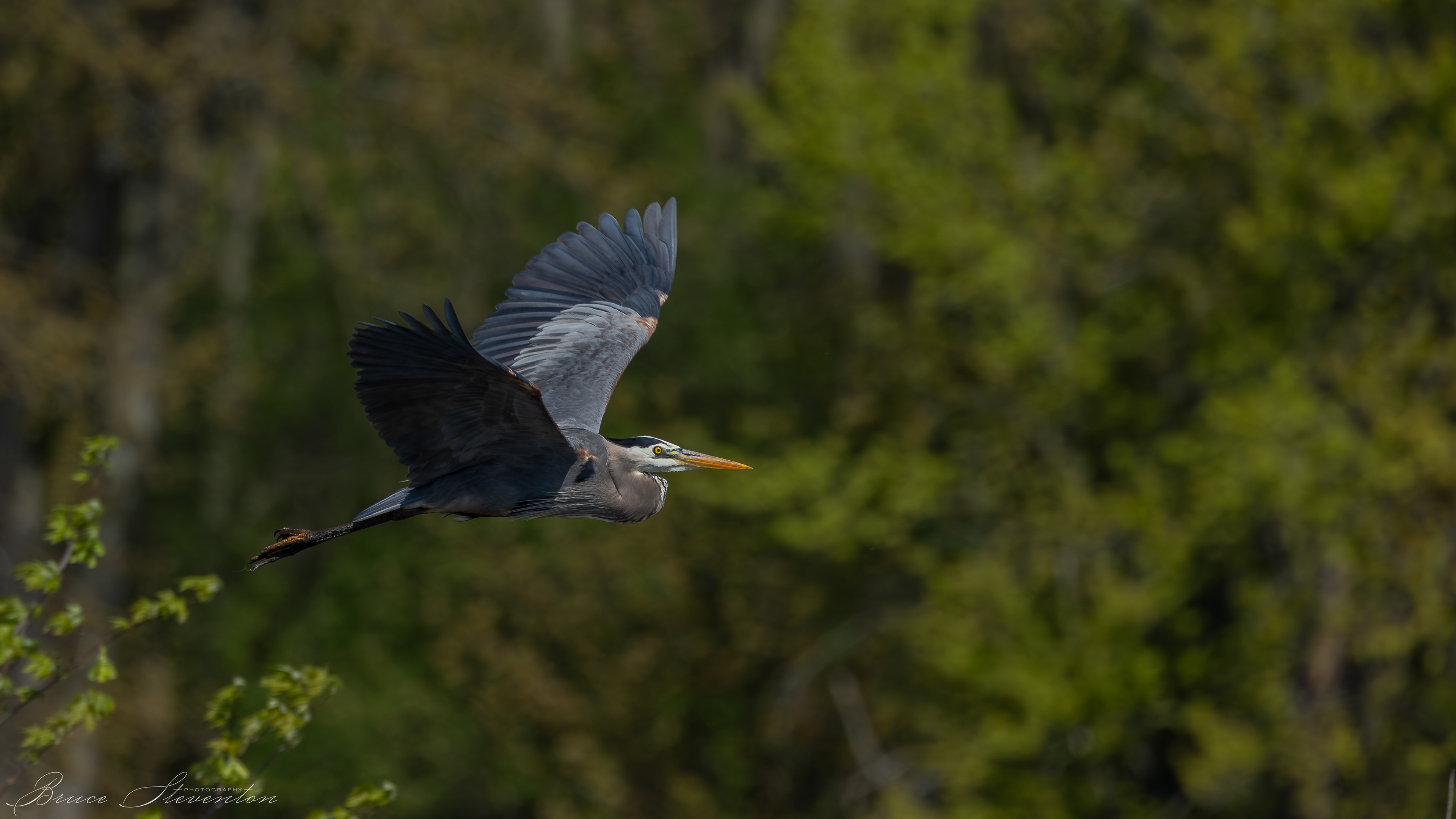 Great Blue Heron