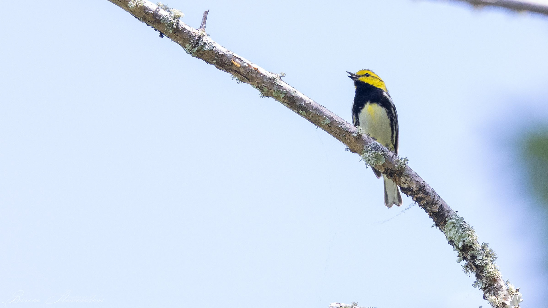 Black-throated Green Warbler - Blue Ridge Parkway