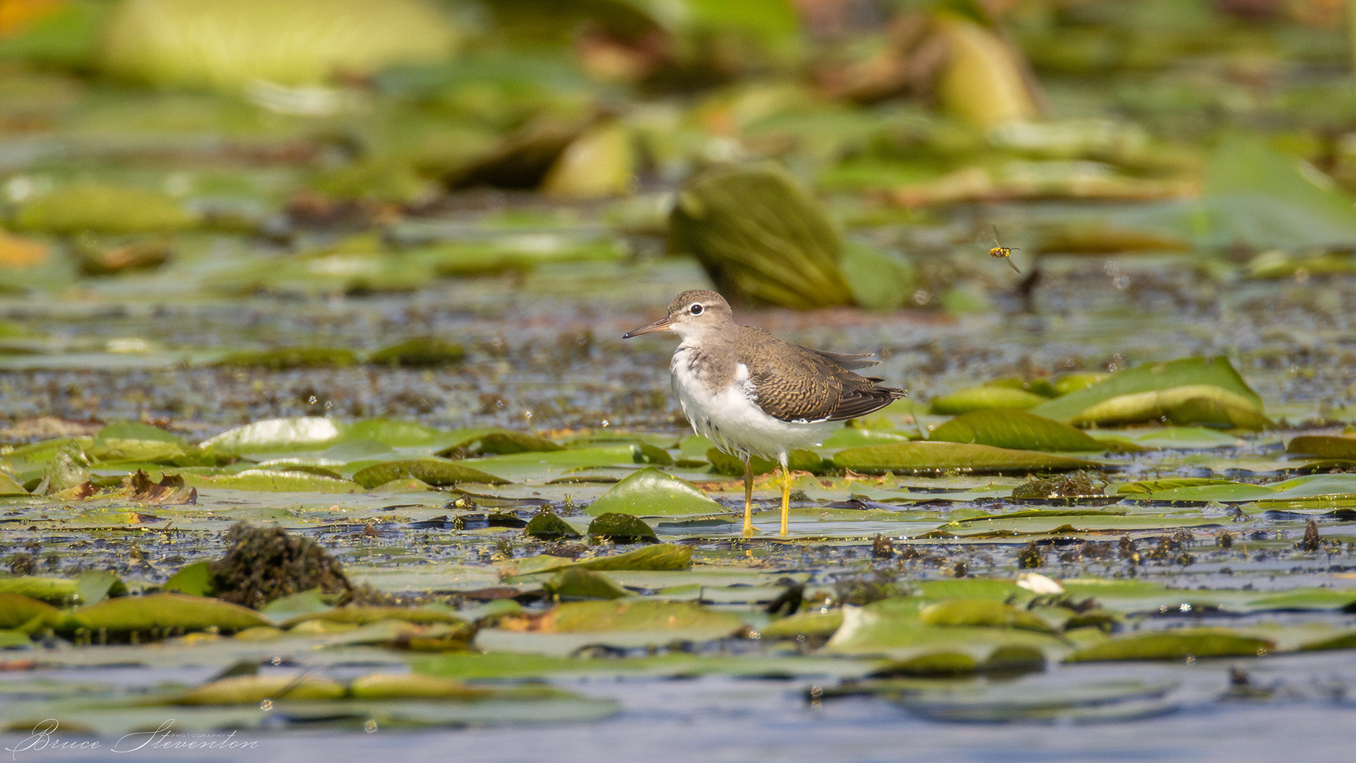 Spotted Sandpiper