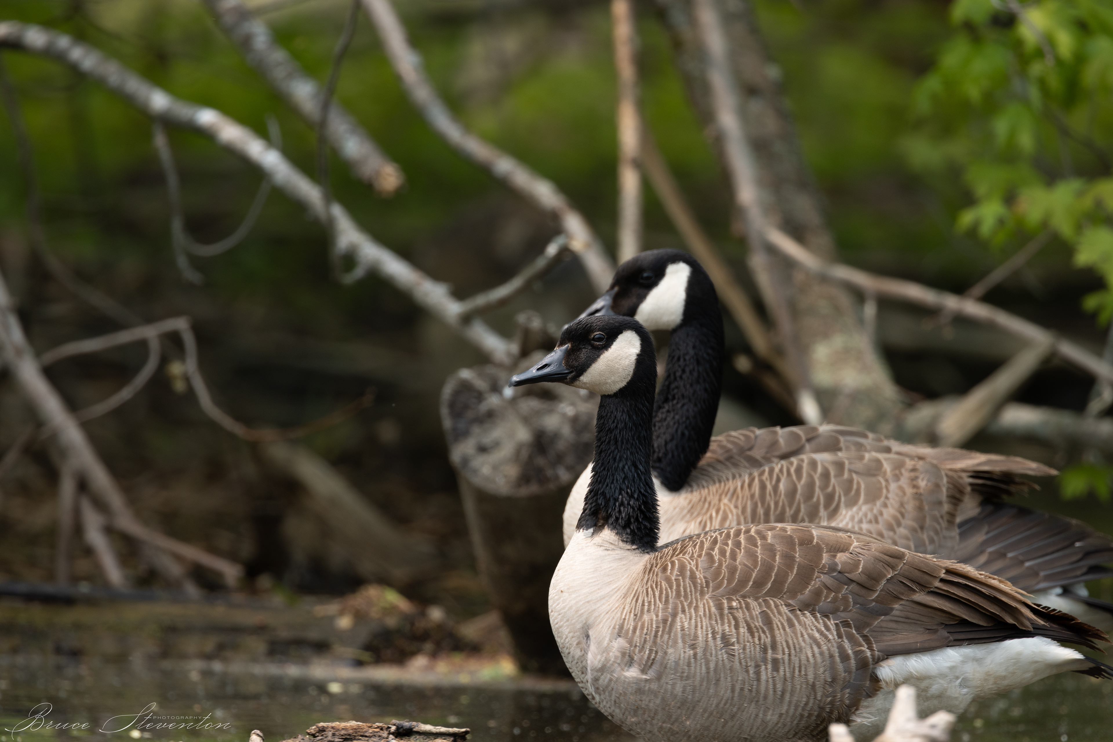 Canada Goose