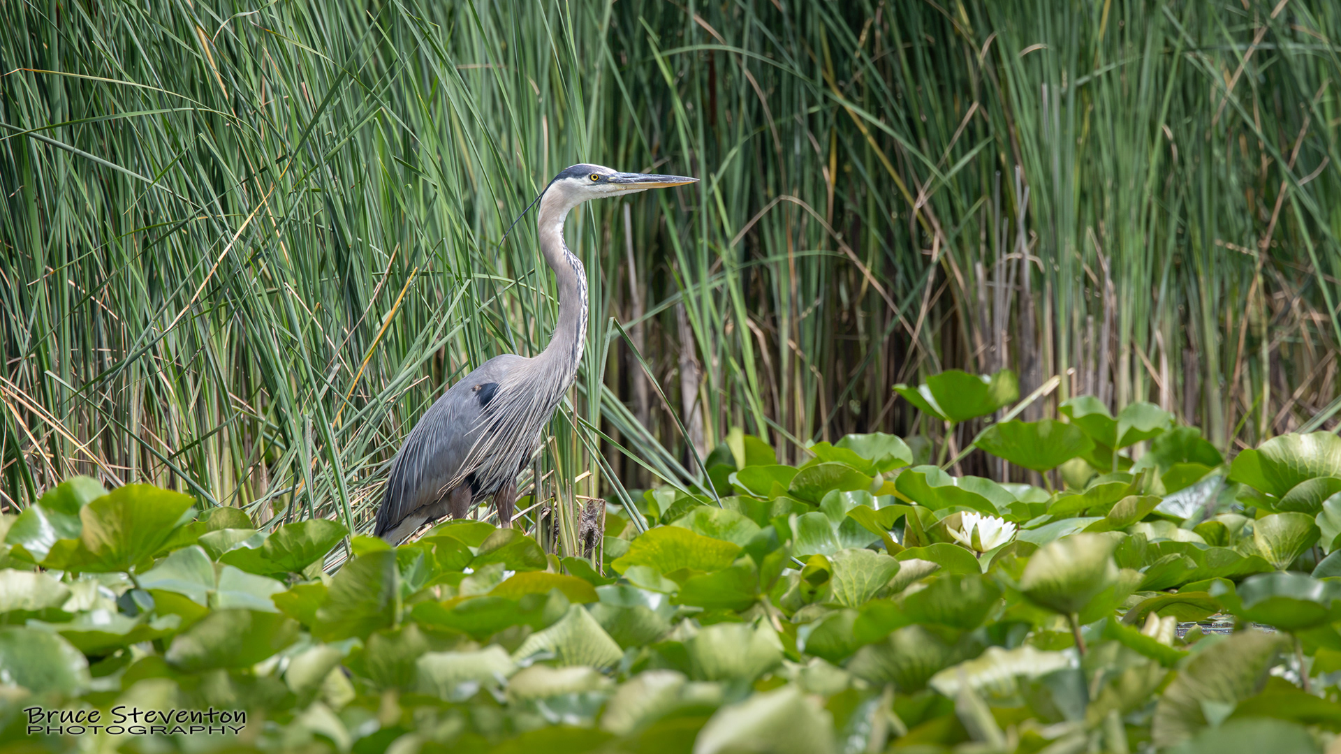 Great Blue Heron