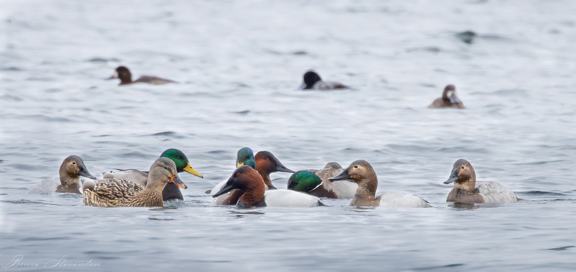 Canvasback and Mallard Ducks