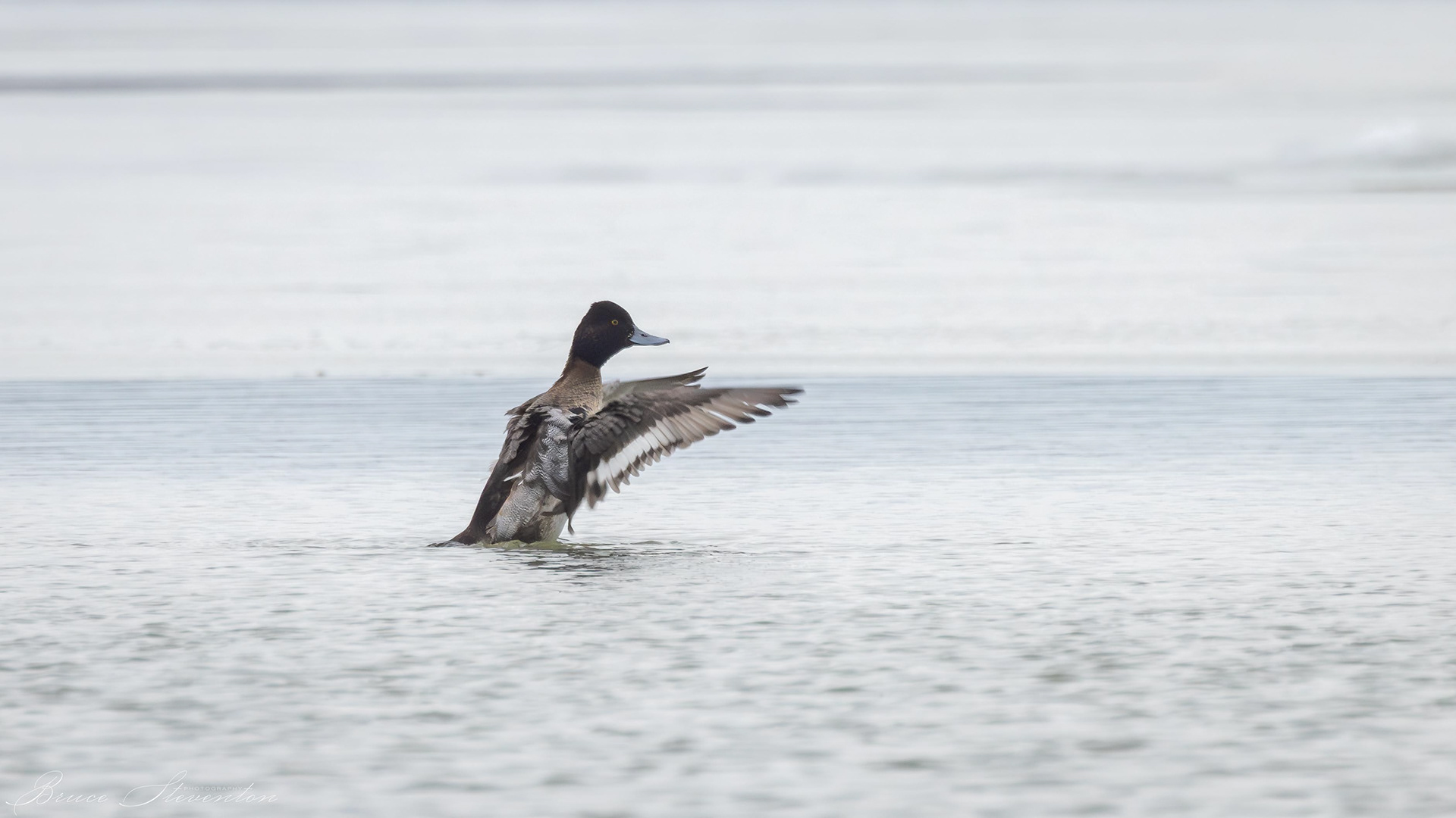 Lesser Scaup (Immature)
