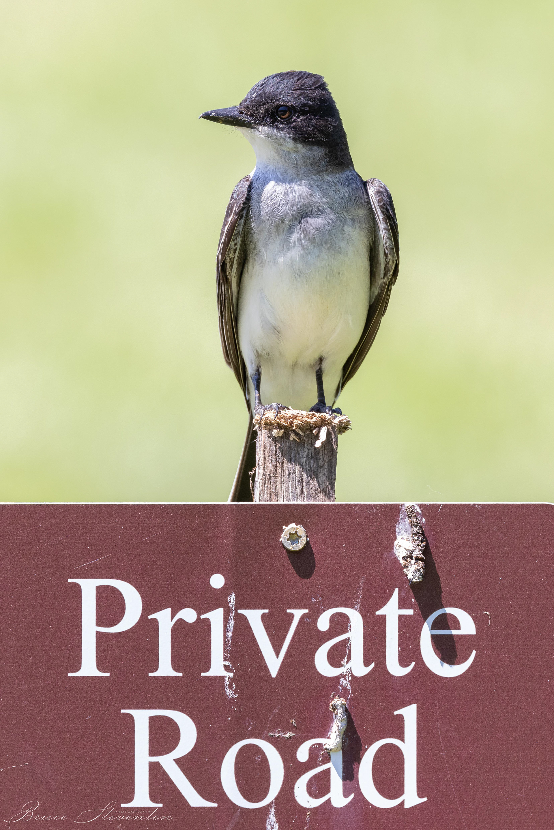 Eastern Kingbird