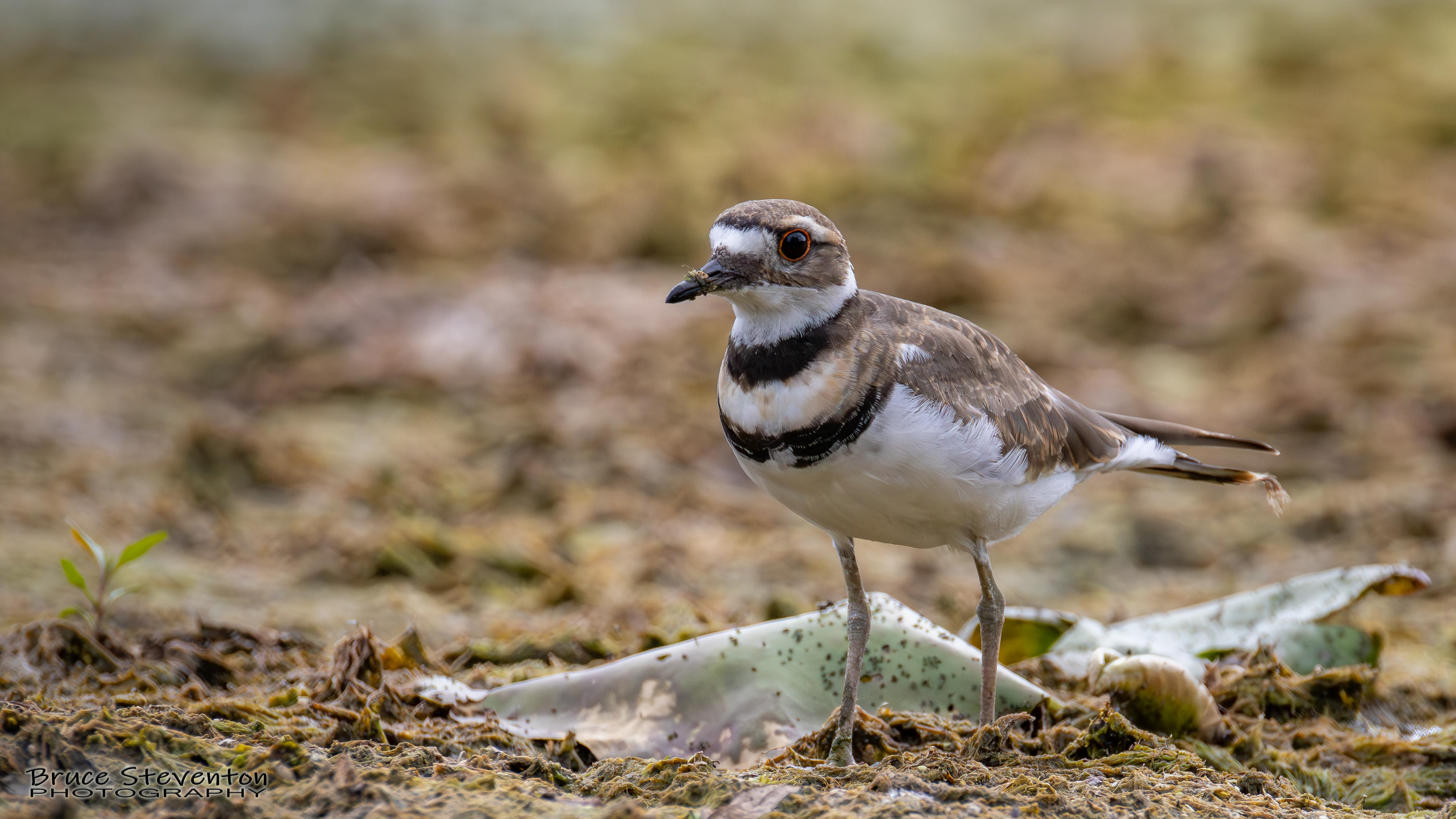 Killdeer