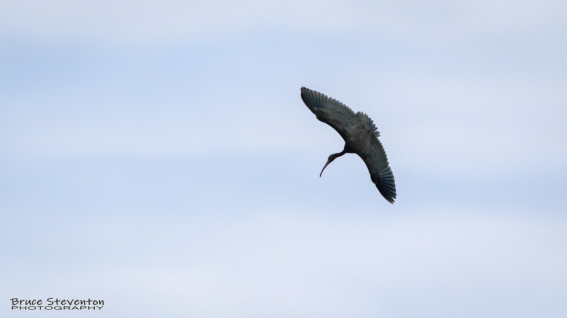 Glossy Ibis