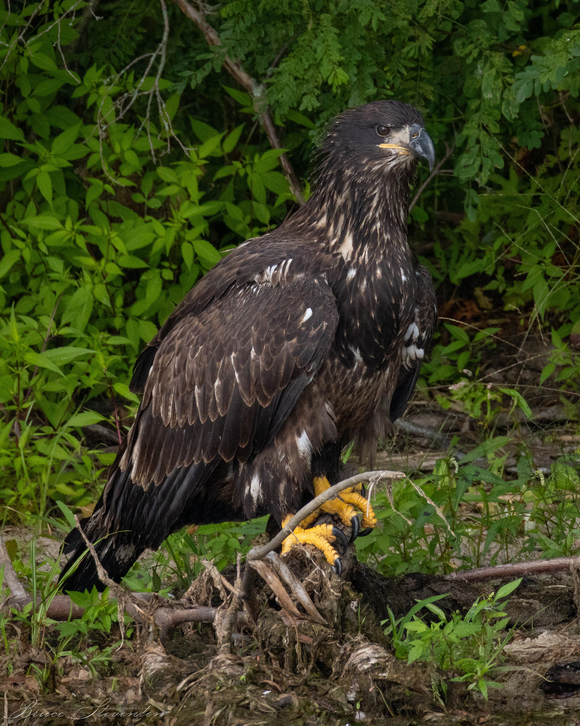 Bald Eagle, Immature