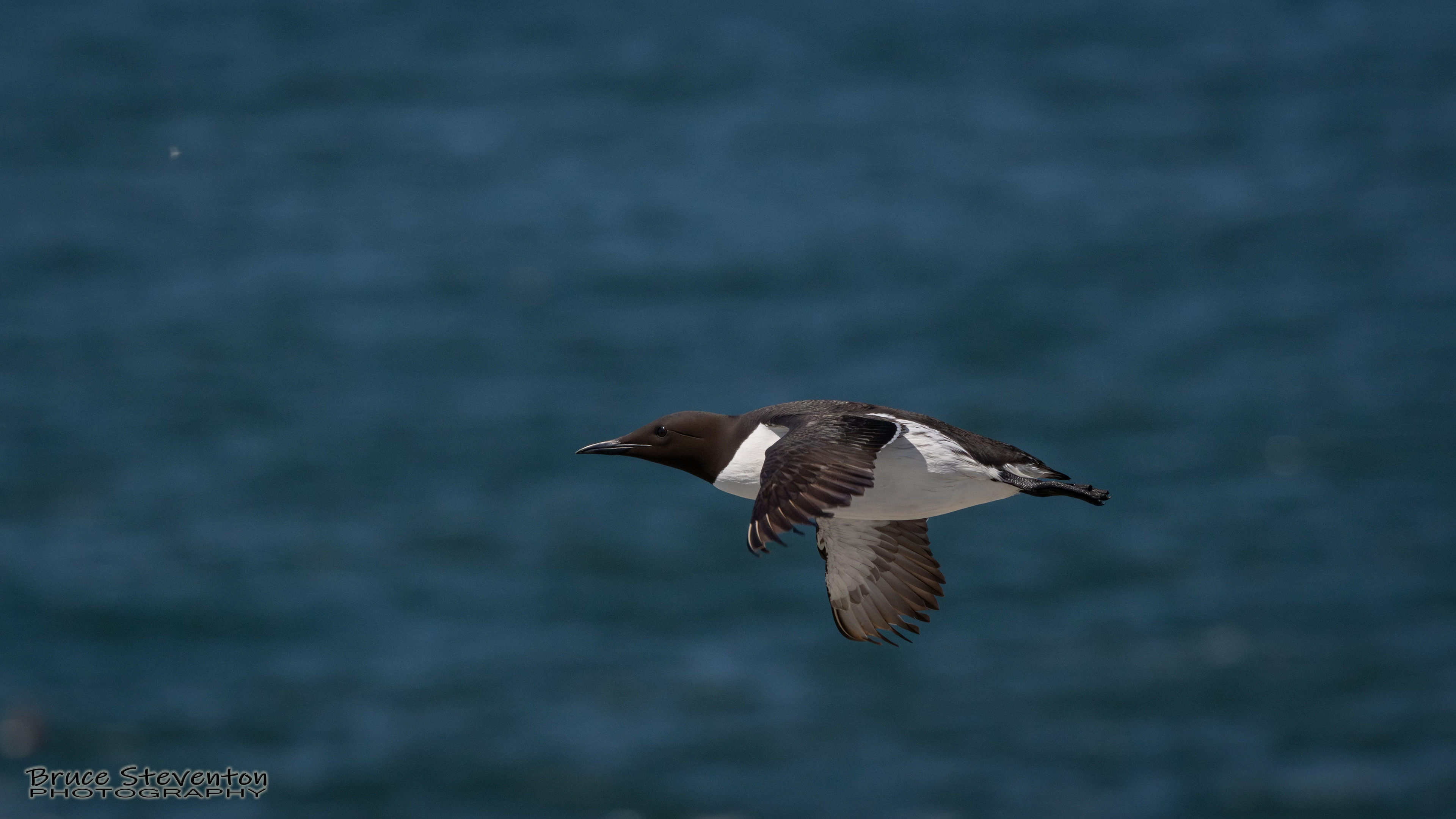 Common Murre