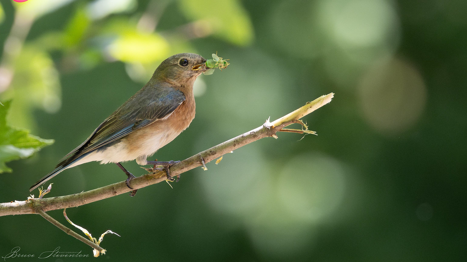 Eastern Bluebird (F) - Charles D Owen Park