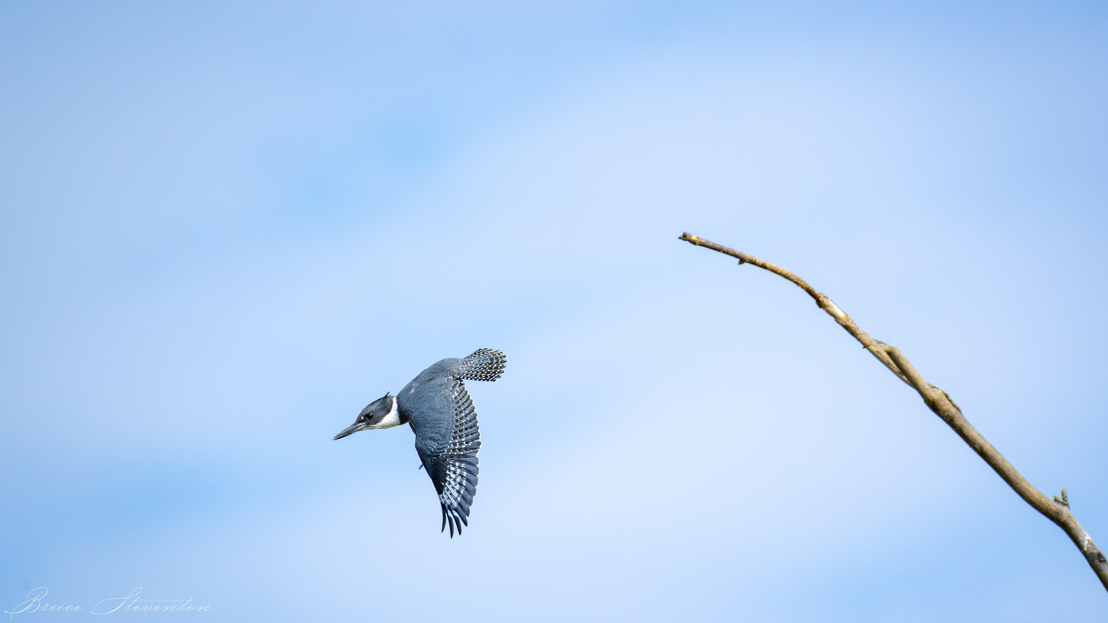 Belted Kingfisher (M)