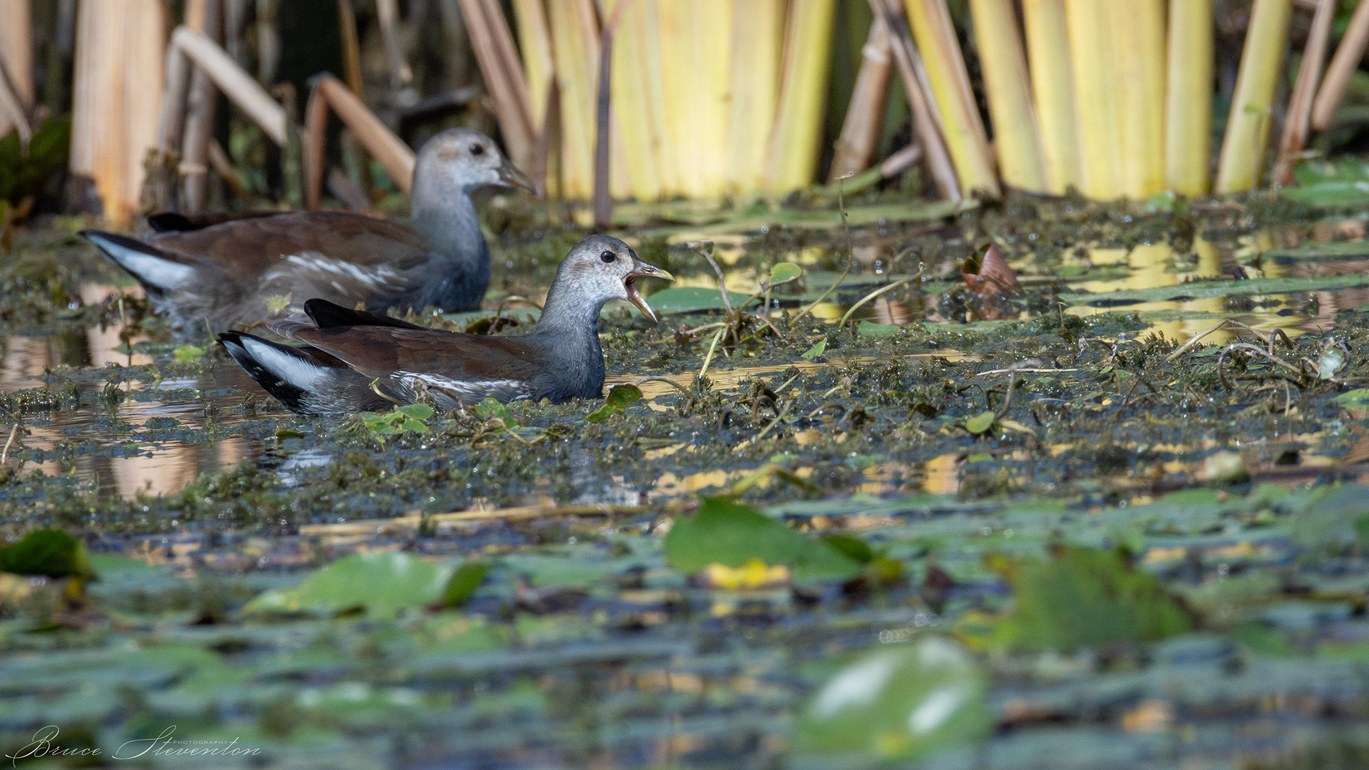 Common Gallinule