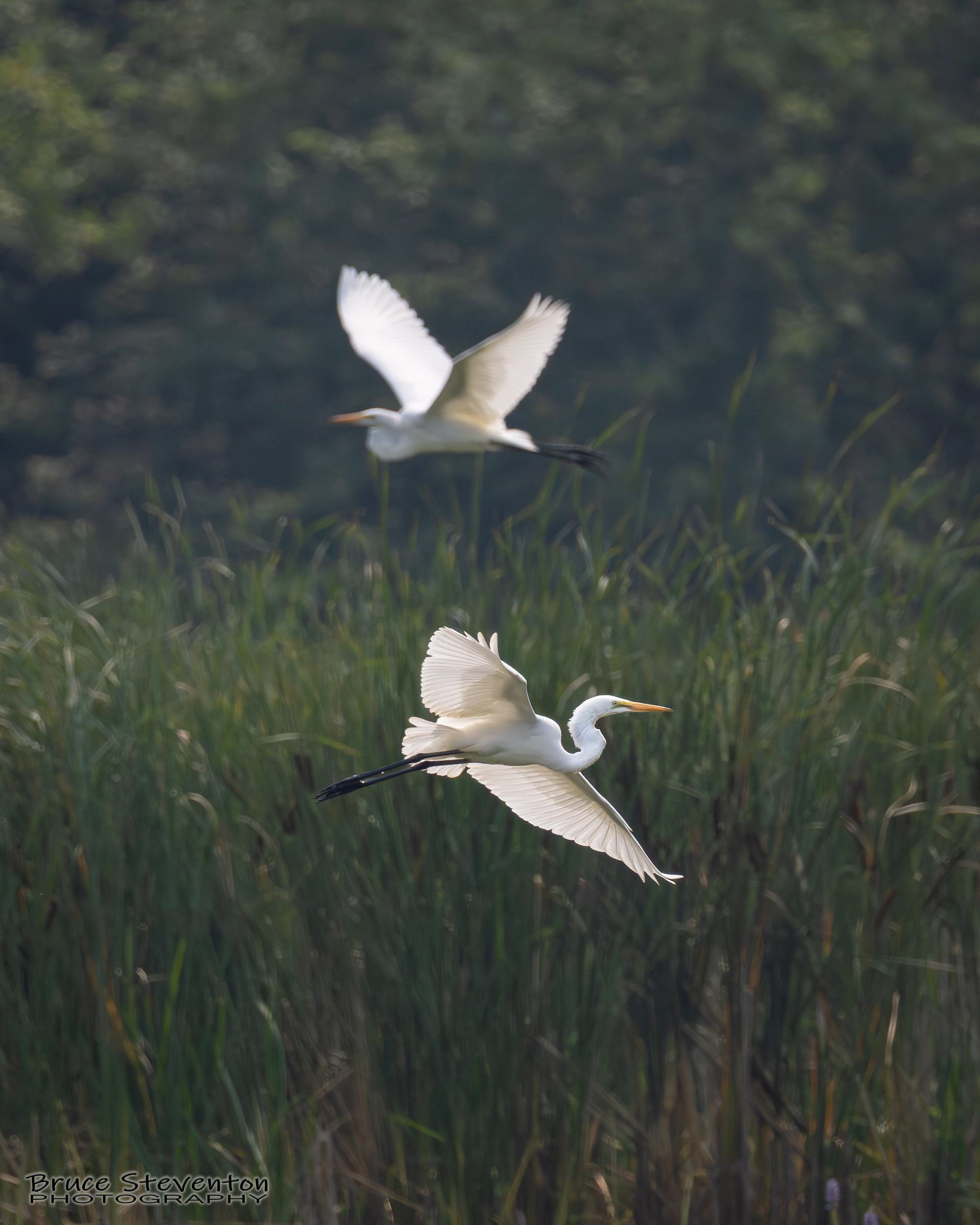 Great Egret