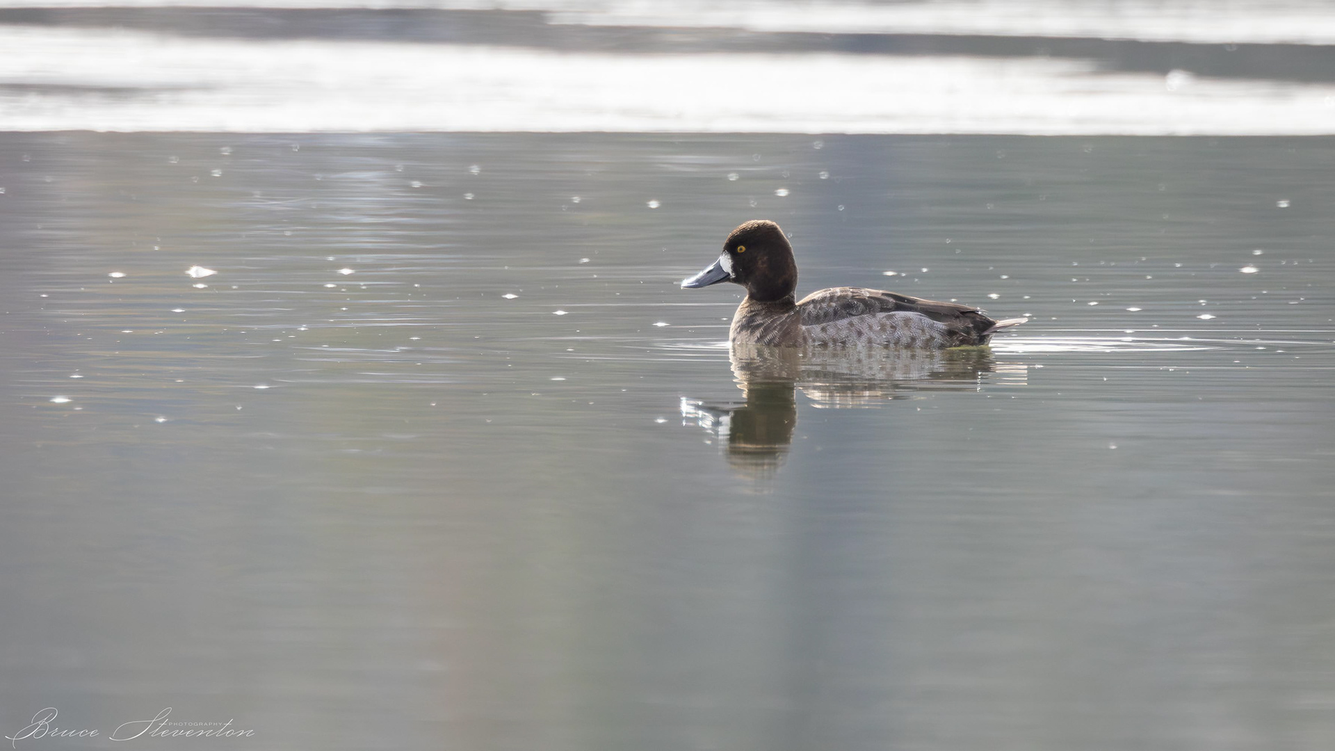 Lesser Scaup - Female