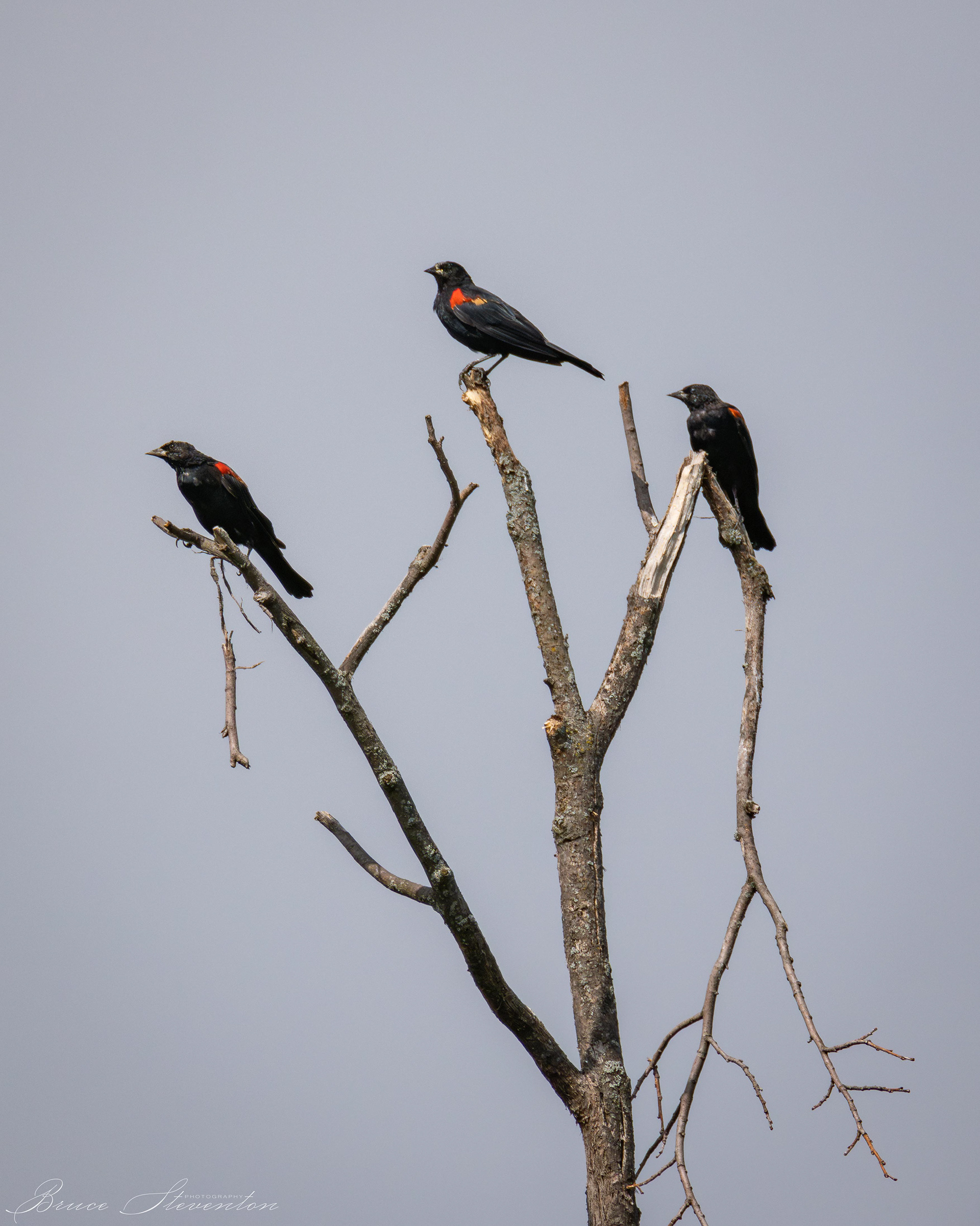Red-winged Blackbird