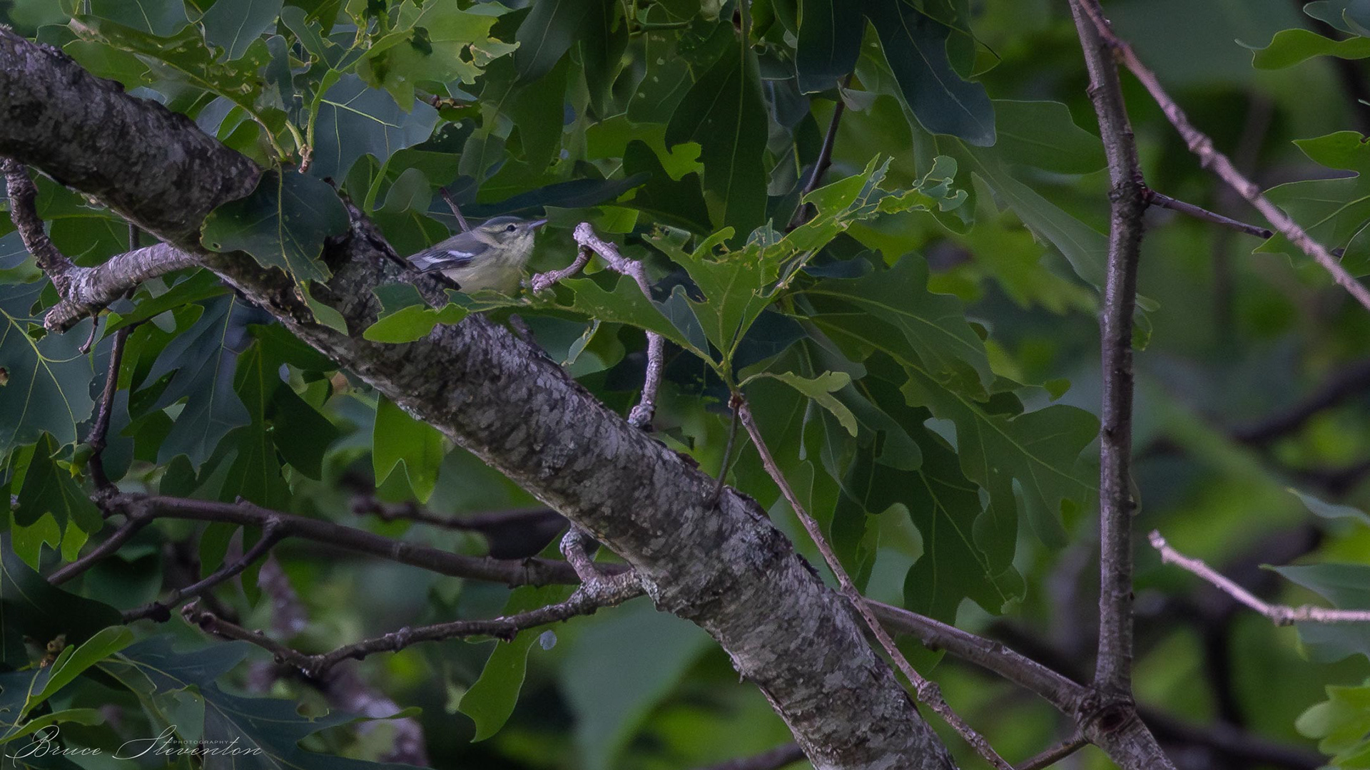 Cerulean Warbler (F) - Blue Ridge Parkway