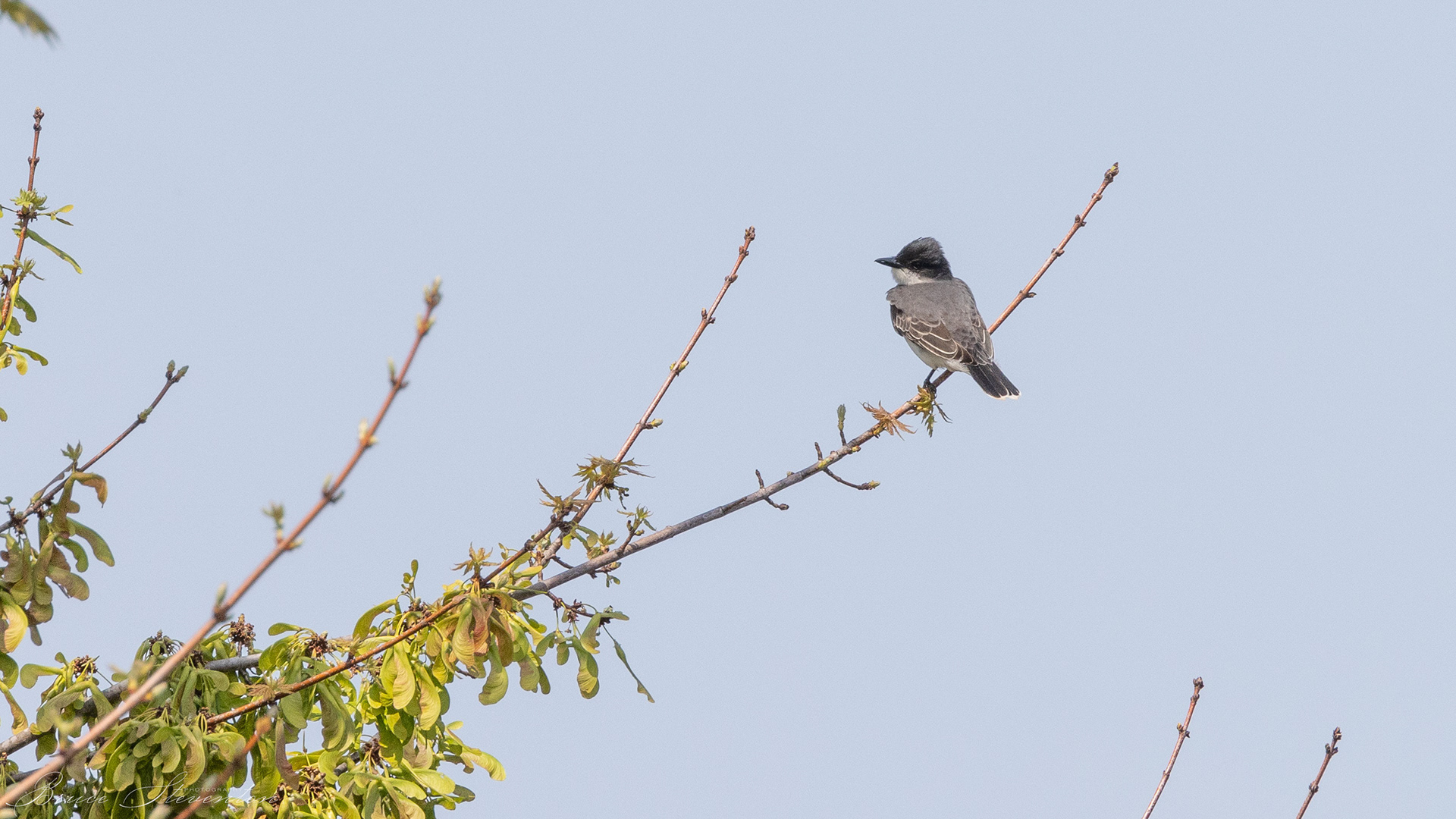 Kingbird