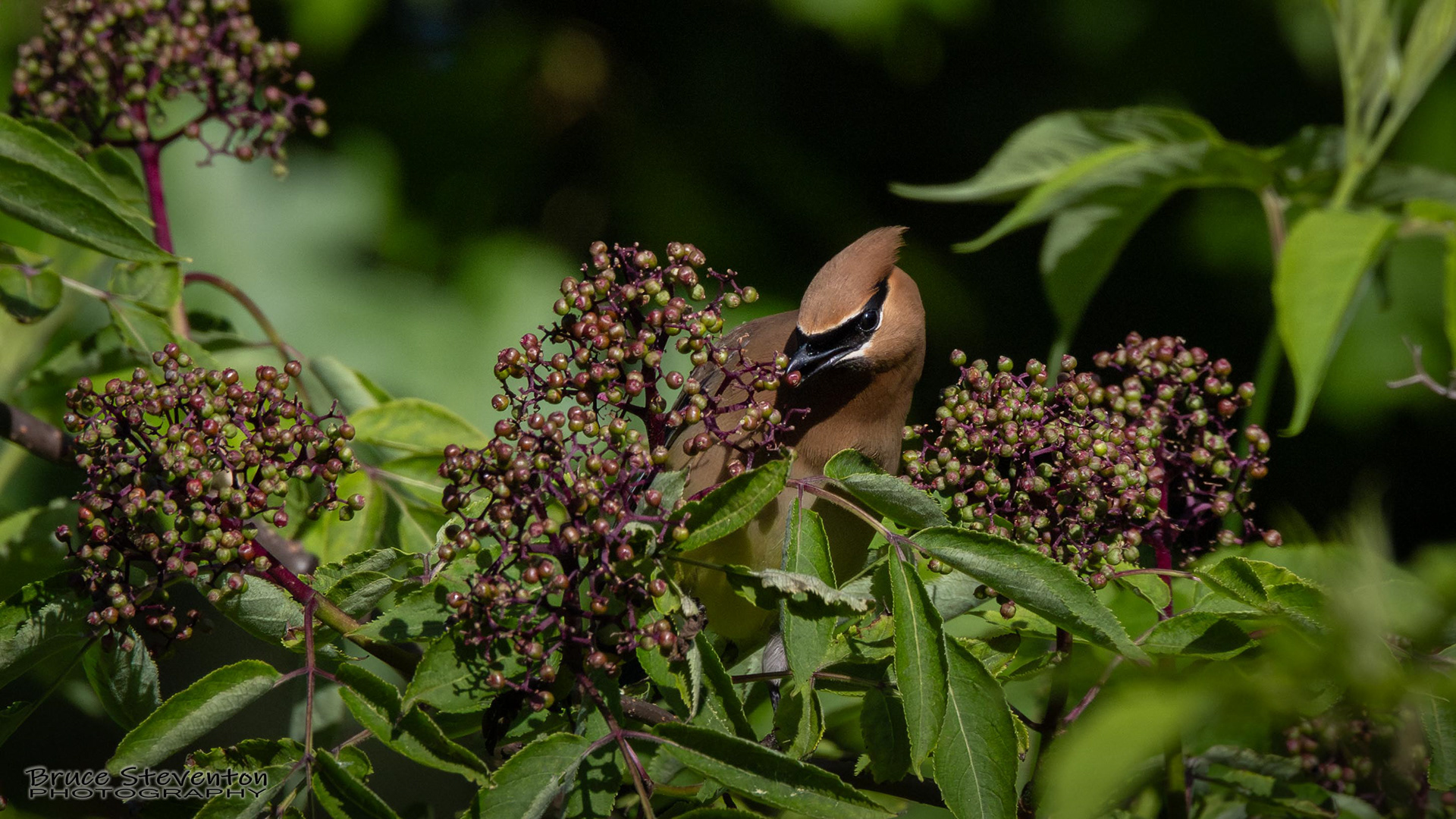 Cedar Waxwing