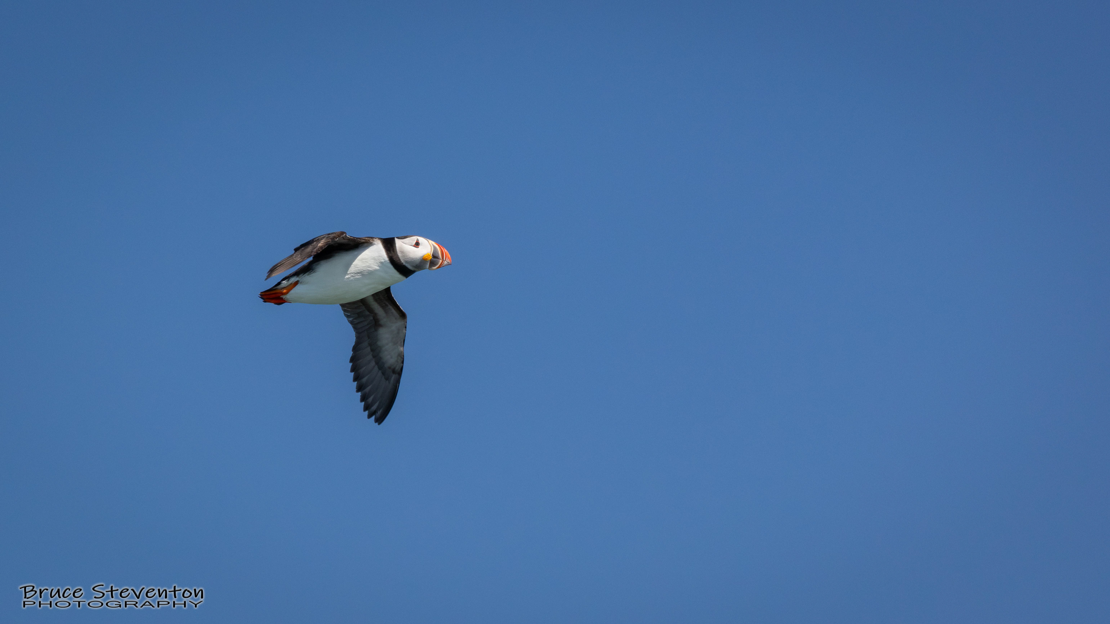 Atlantic Puffin